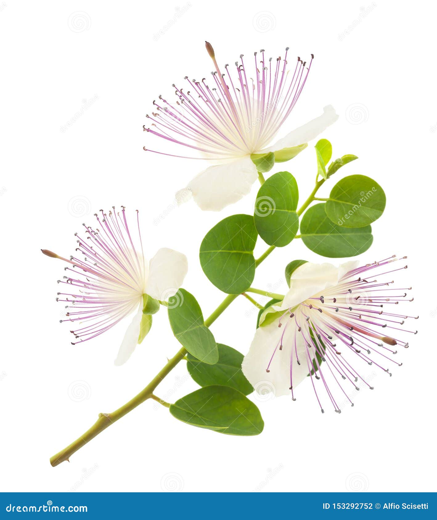 Caper flowers stock photo. Image of capers, leaf, mediterranean 153292752