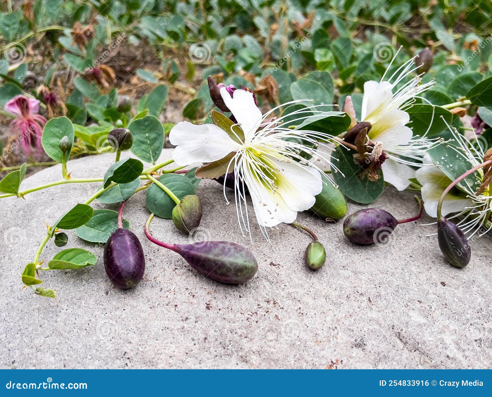 Caper Fruit in Nature and Its Health Benefits Stock Photo Image of market, countryside 254833916