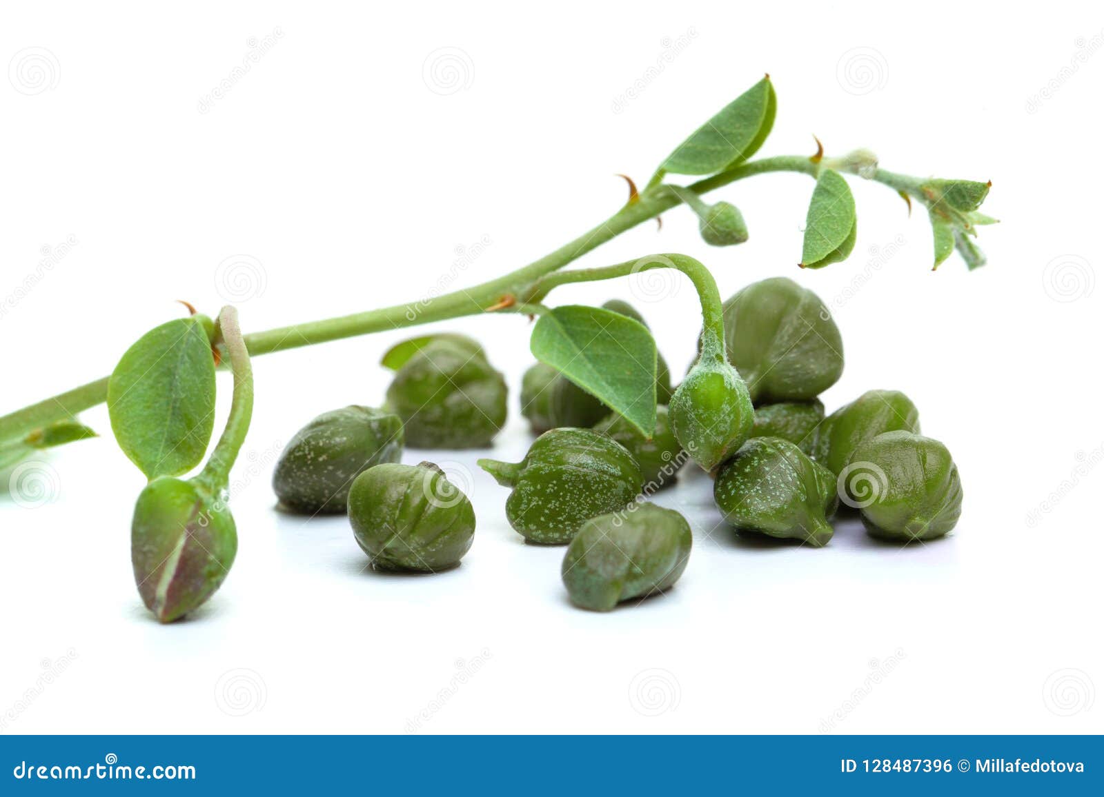 Caper Plant on White. Capers with Green Leaves Stock Photo Image of