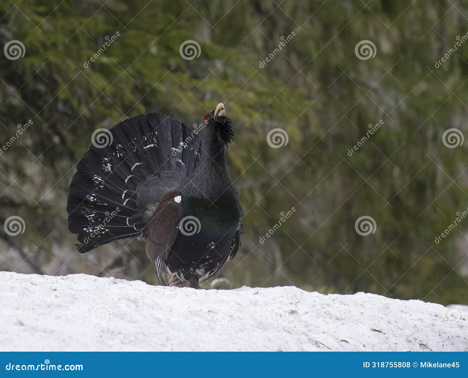 capercaillie, tetrao urogallus