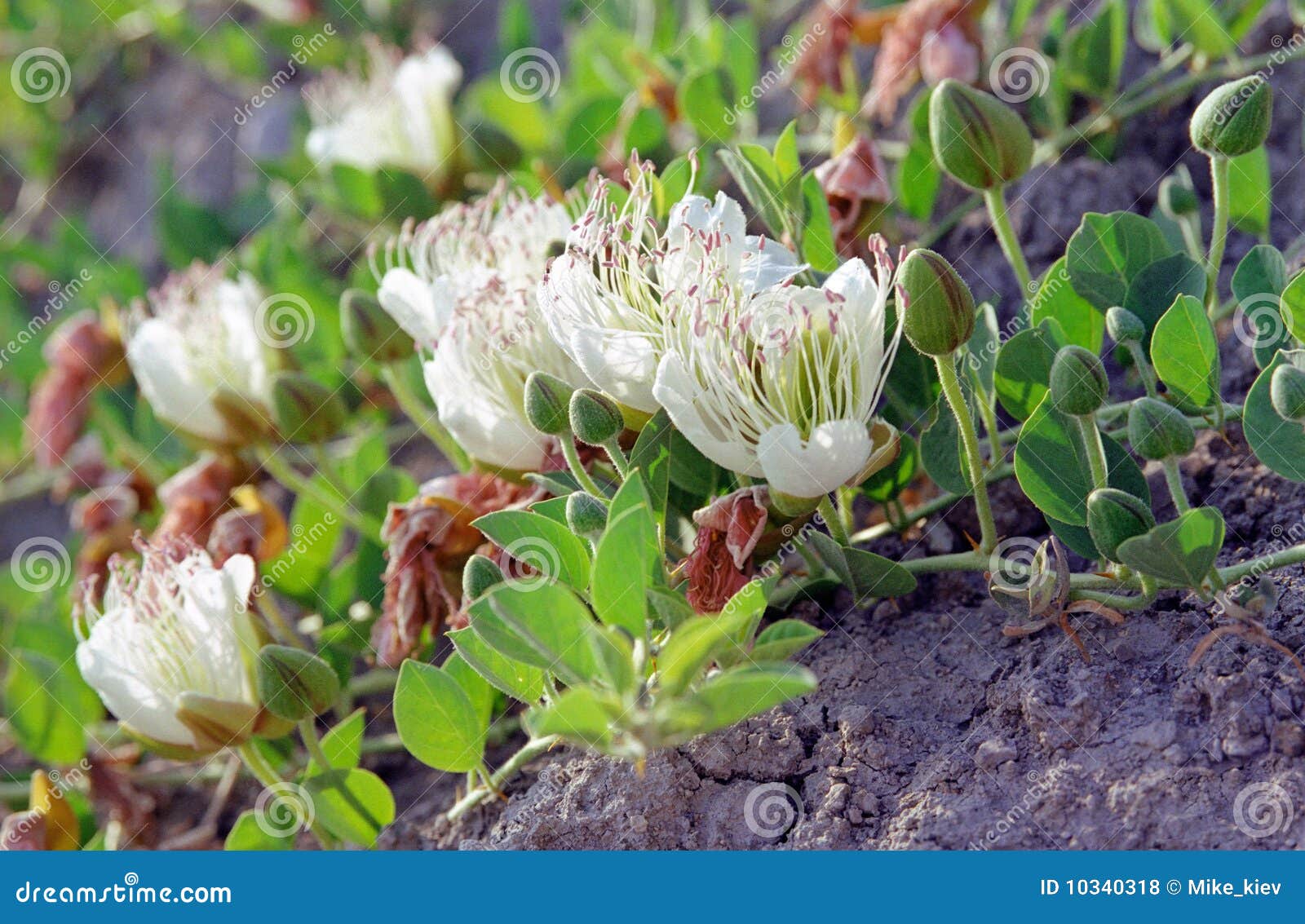 Capers bud and flowers stock photo. Image of white, capers 10340318