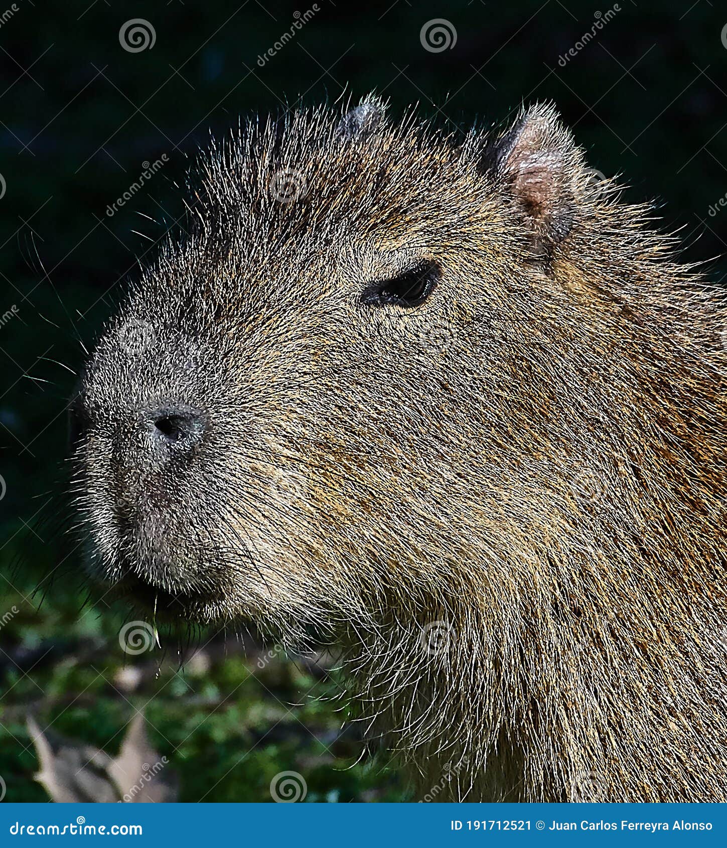 capibara carpincho