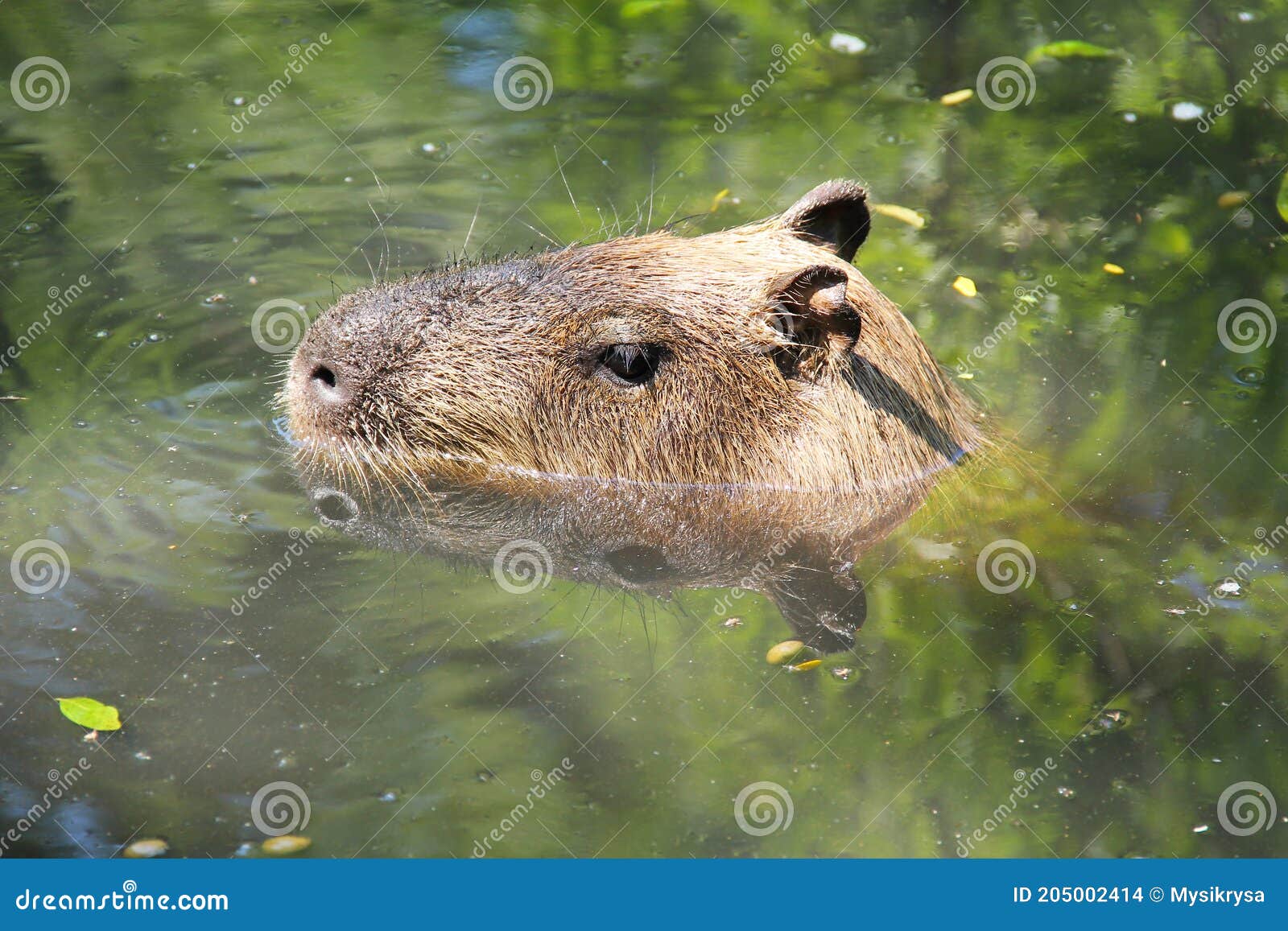 Capibara en el agua foto de archivo. Imagen de roedor - 205002414