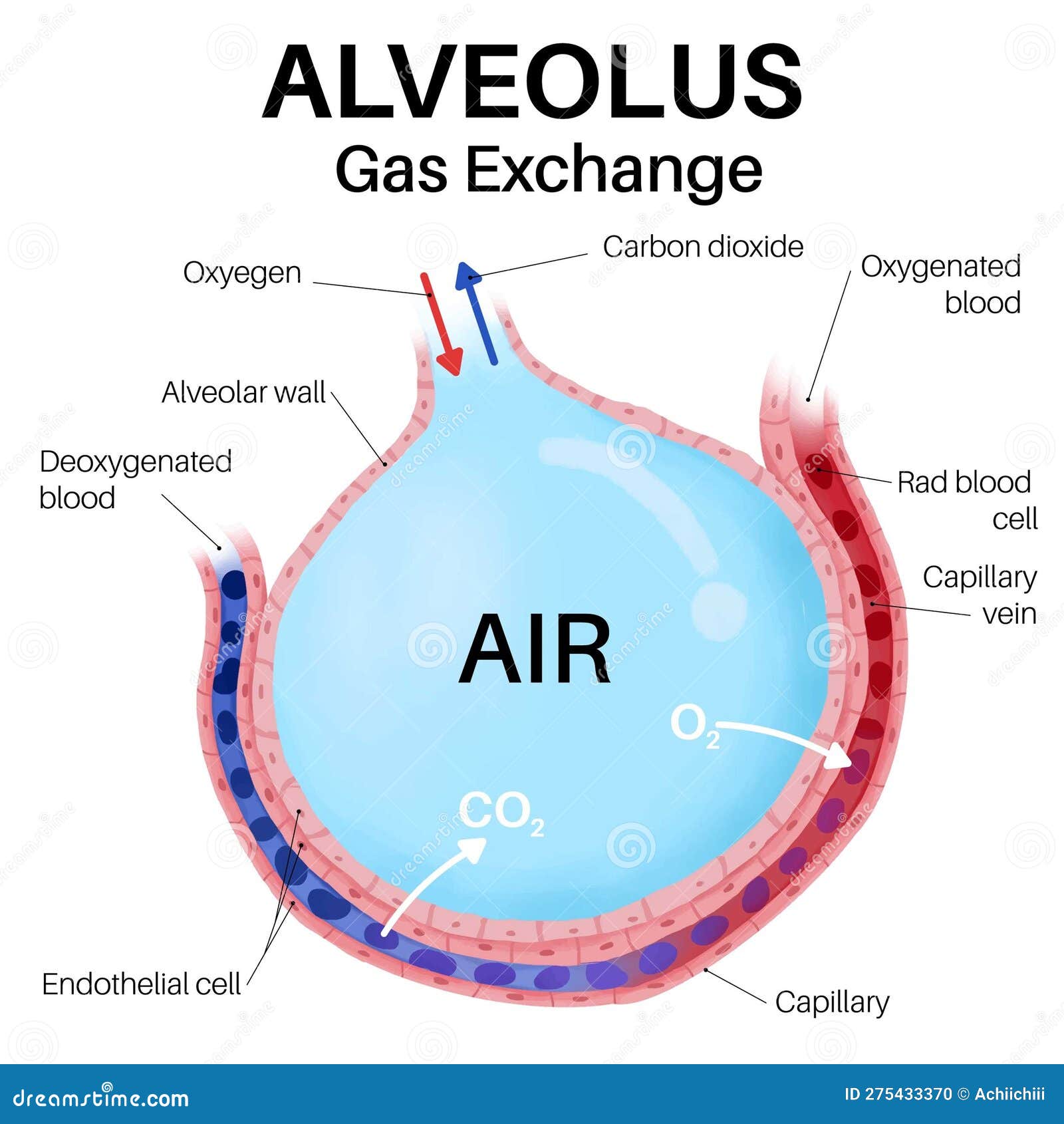 Capillaries And Alveoli Gas Exchange In Human Body Stock Vector capillaries-and-alveoli-gas-exchange-in-human-body-stock-vector