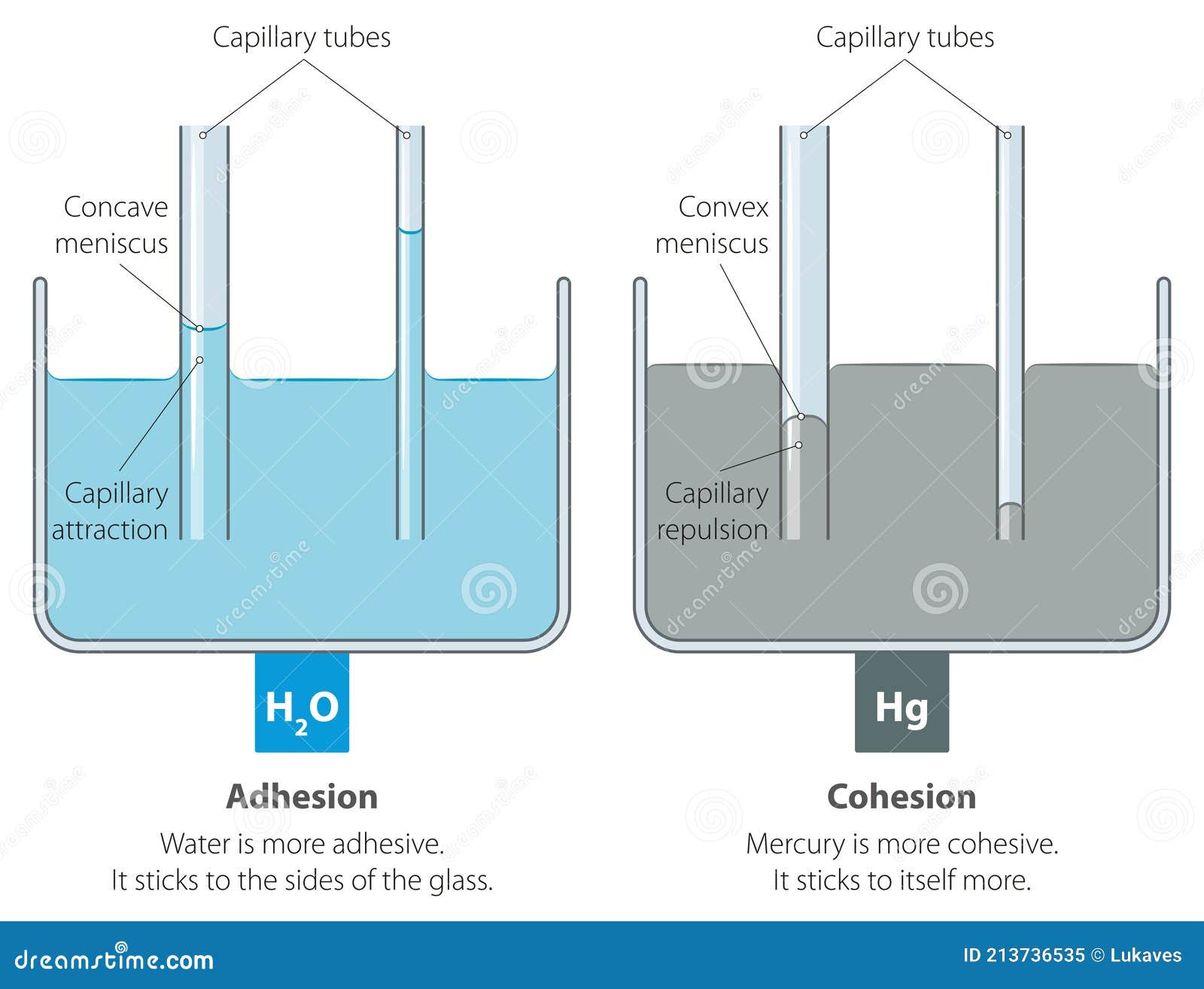 capillary action