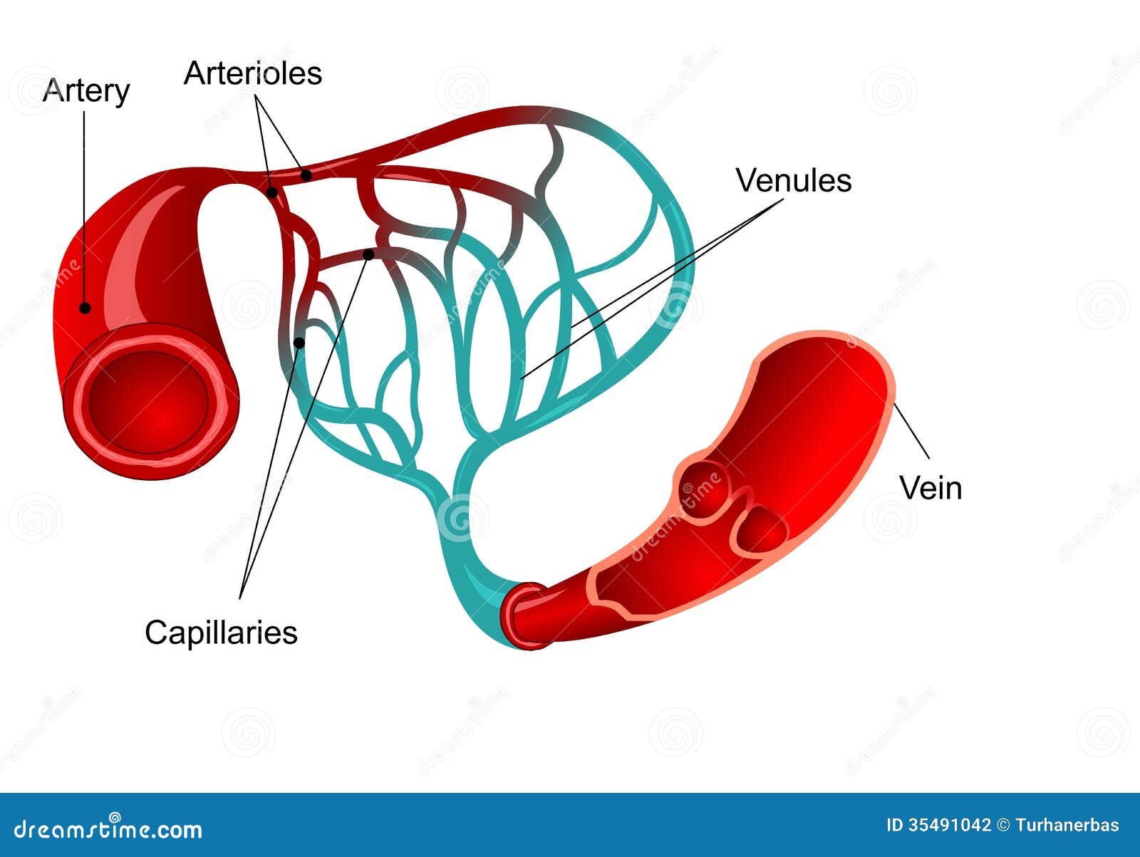 capillary