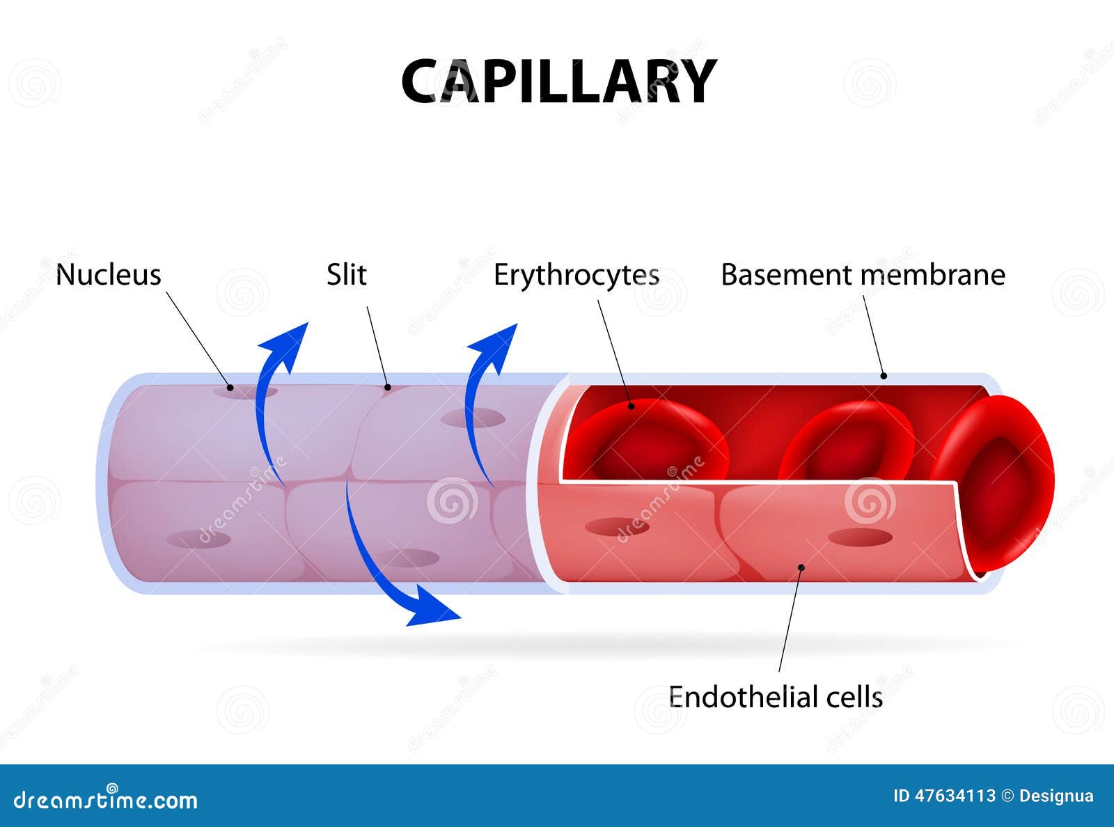 free clipart blood vessels - photo #23