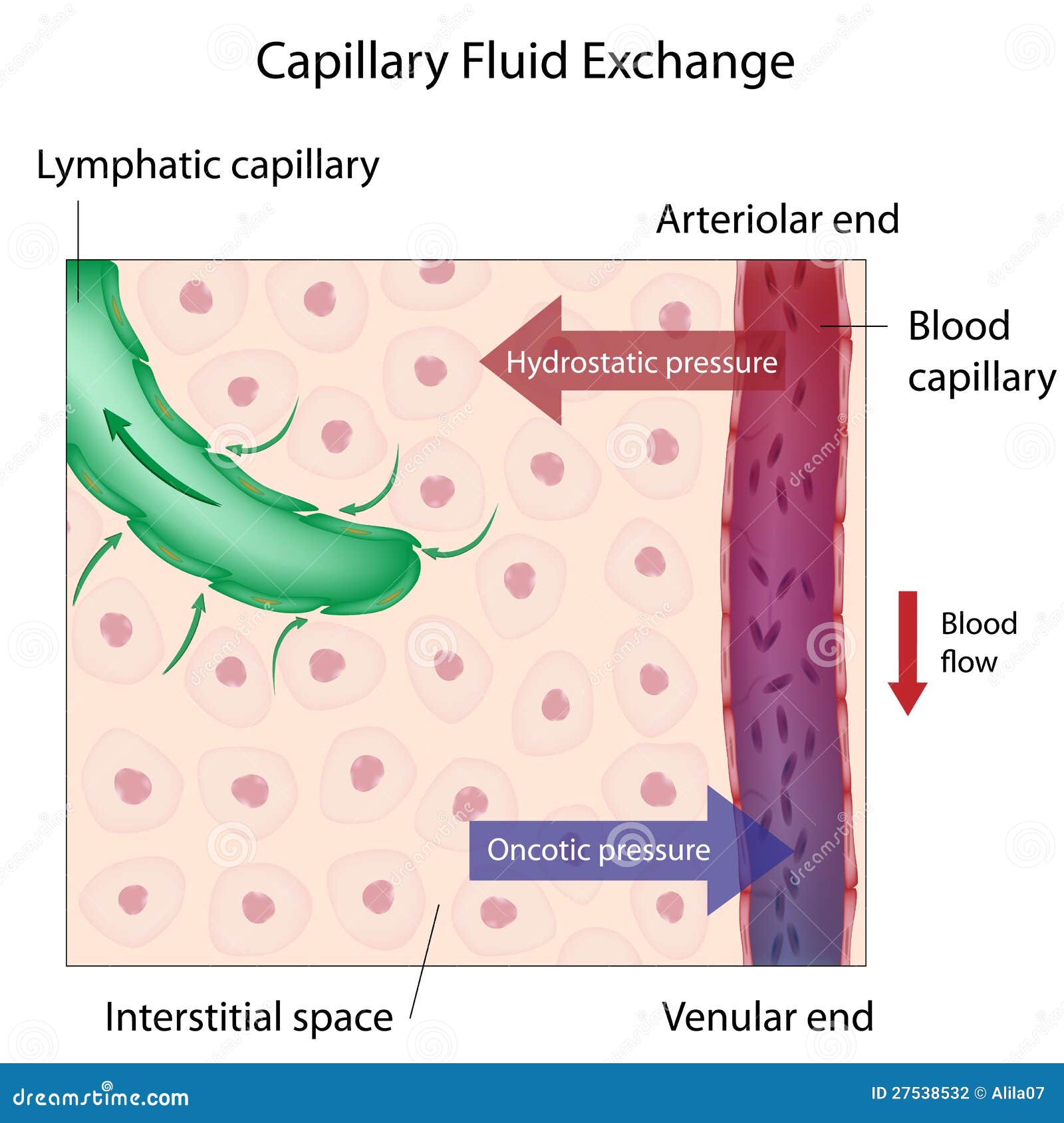 Capillary Fluid Exchange Stock Photography Image 27538532