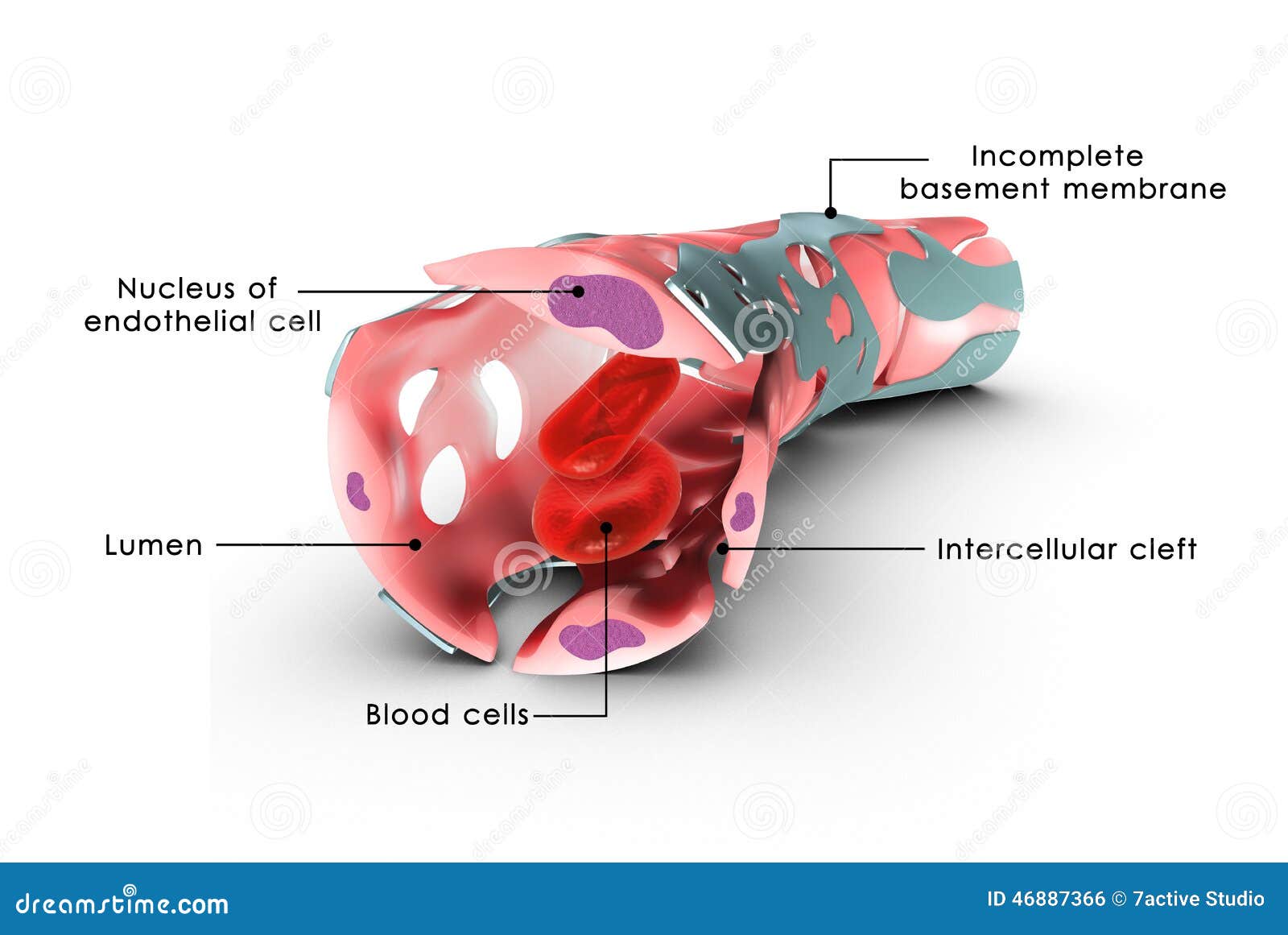 capillary labelled