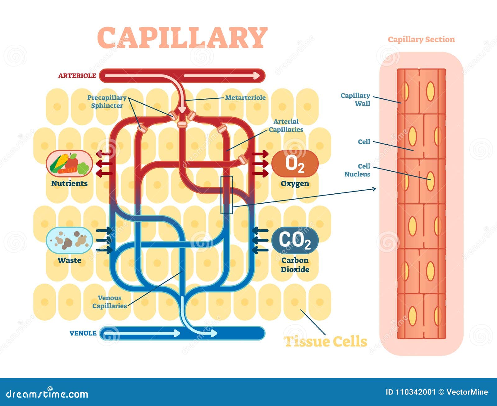 Capillary Schematic, Anatomical Vector Illustration Diagram with Blood