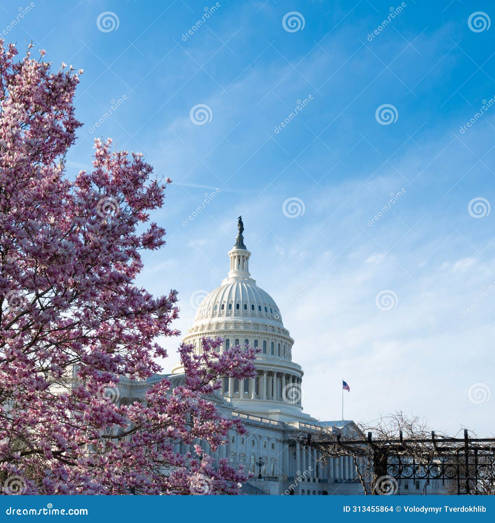 capitol building in blossom tree. spring capitol hill, washington dc. capitols dome in spring. united states capitol