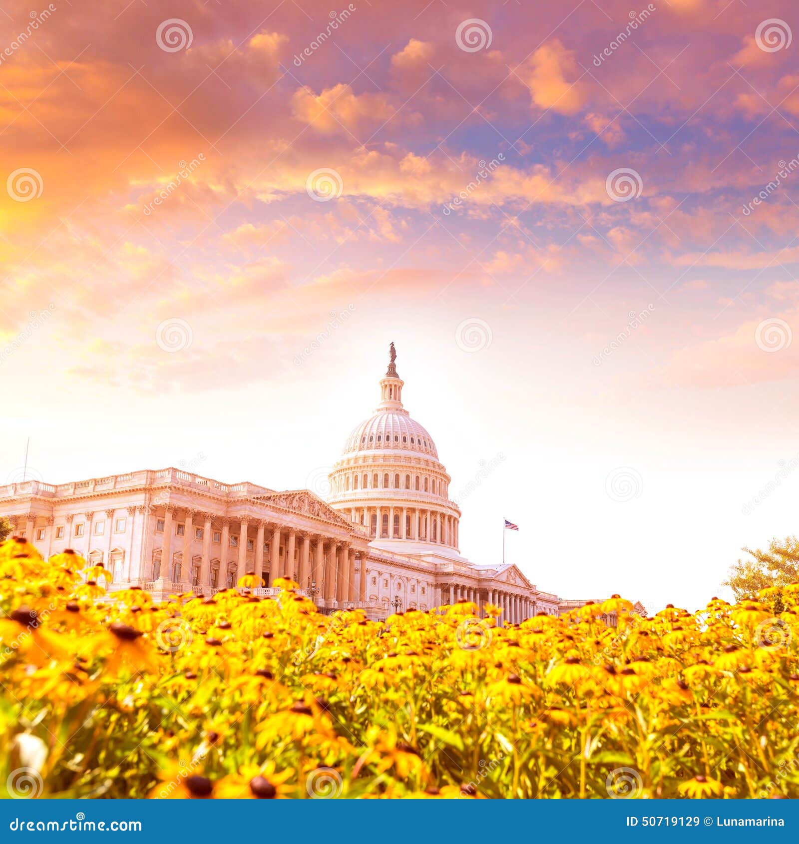 Capitol building Washington DC daisy flowers USA. Capitol building Washington DC yellow daisy flowers USA congress turf meadow US