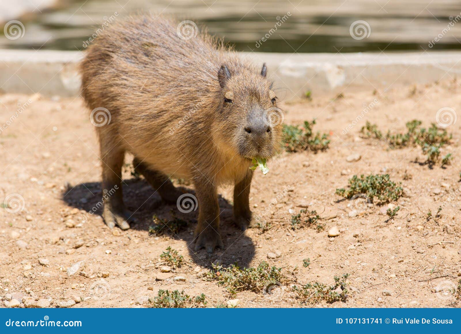 Capivara!