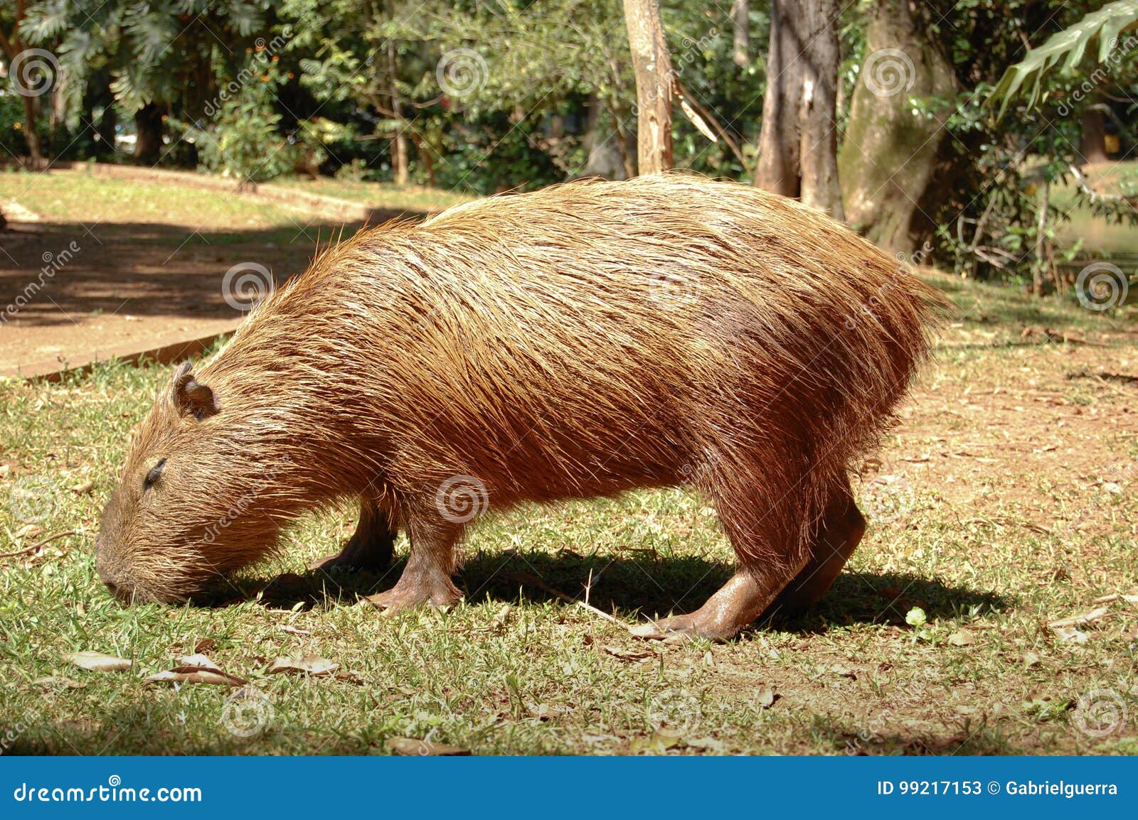 capivara eating grass. big rat mammal feeding of grass. huge capybara free on a park.