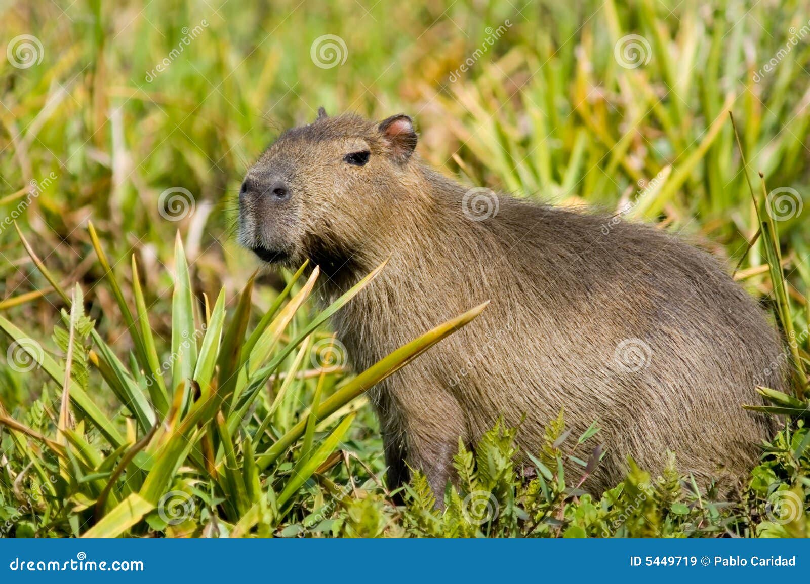 Capivara on Pinterest