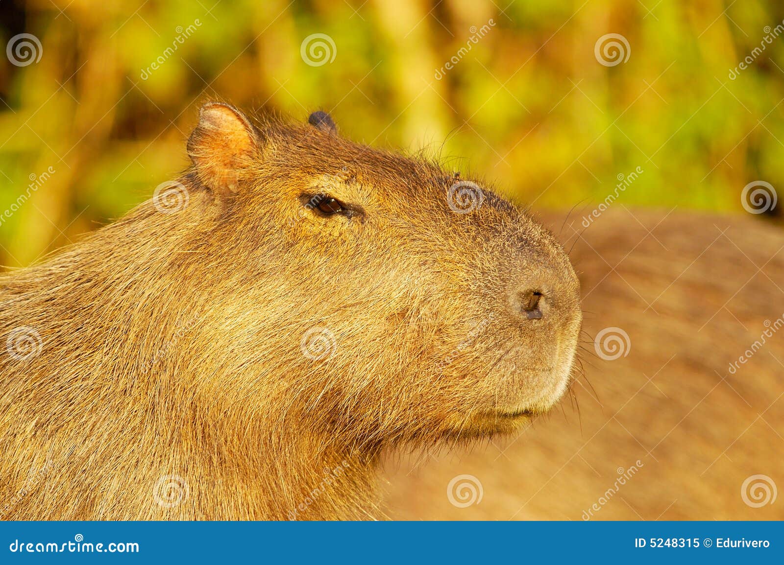 Capivara (<em>Hidrochaeris hidrochaeris</em>)