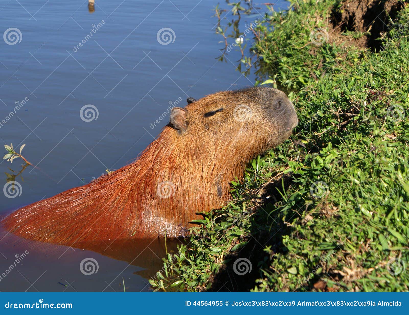 Capivara on Pinterest