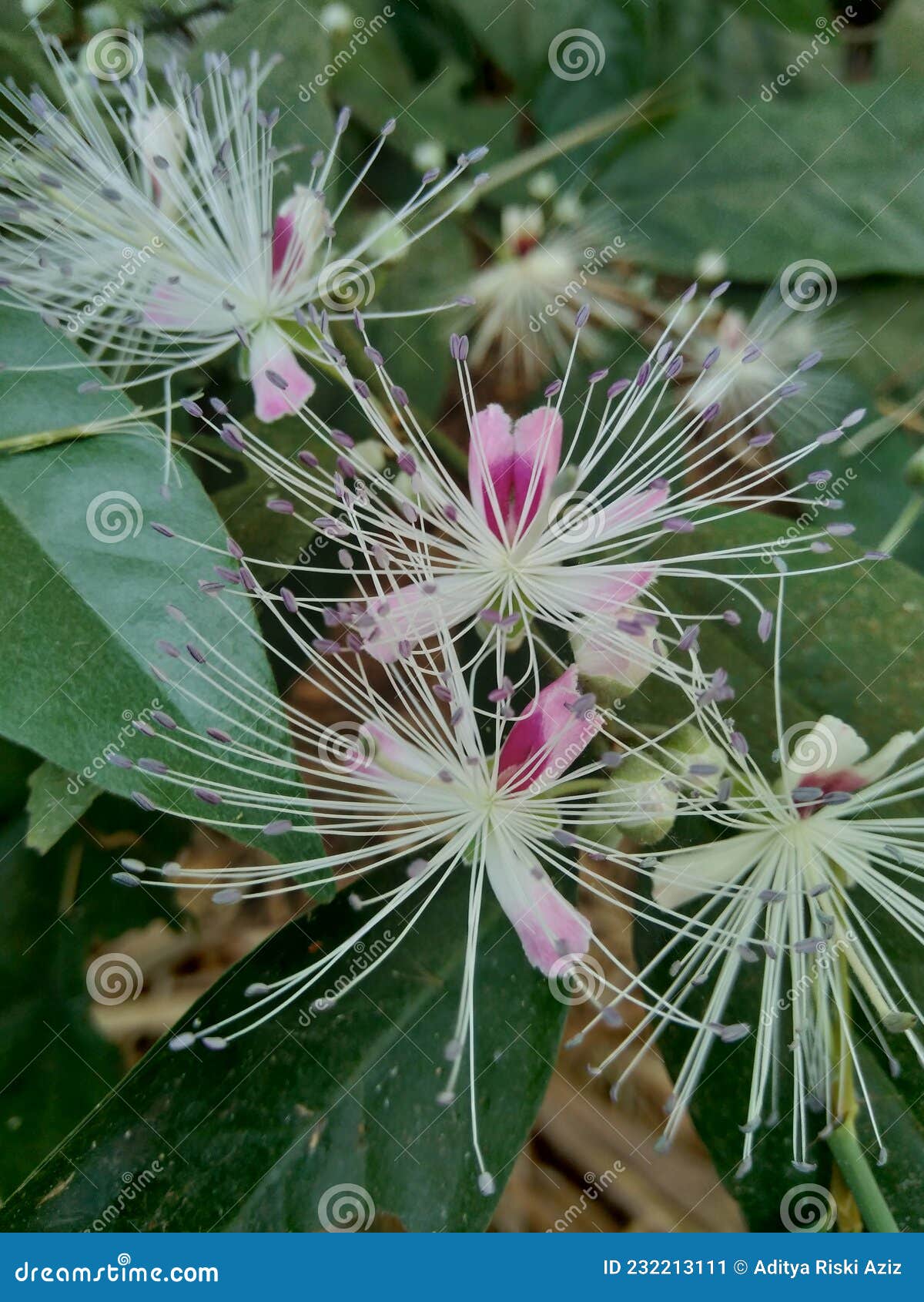 the capparaceae or capparidaceae, commonly known as the caper family, are a family of plants in the order brassicales. as currentl