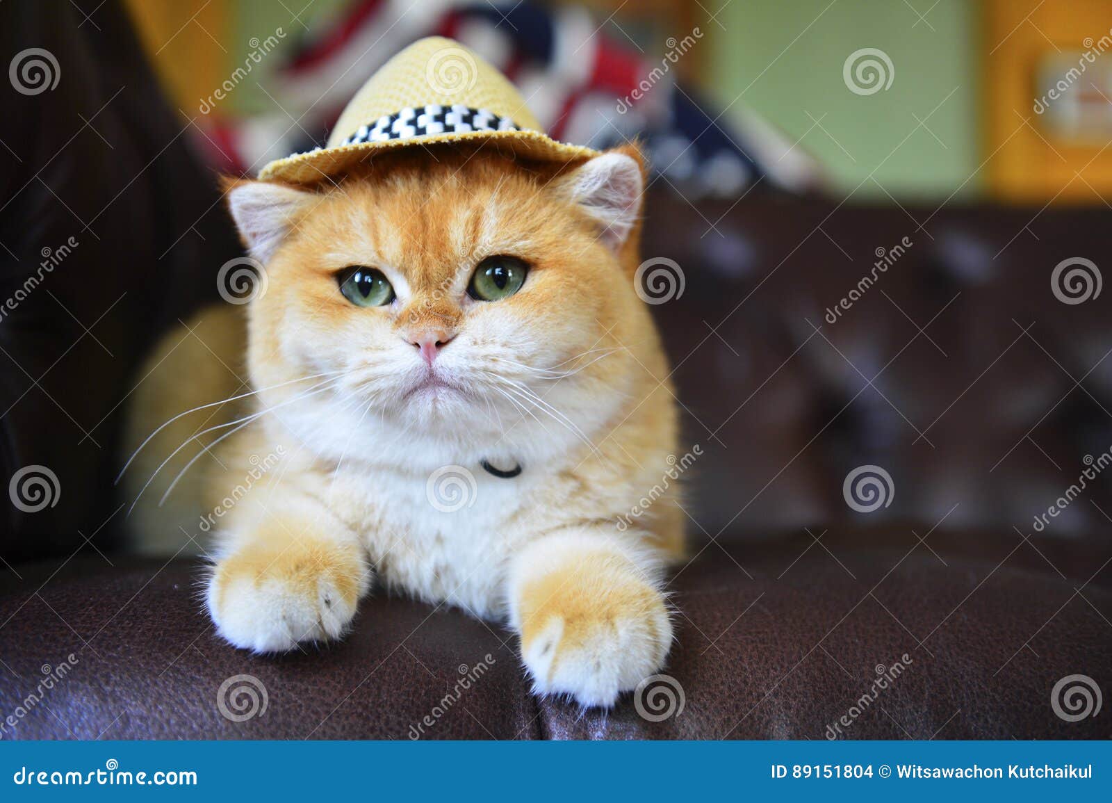Cappello bello del gatto fotografia stock. Immagine di isolato