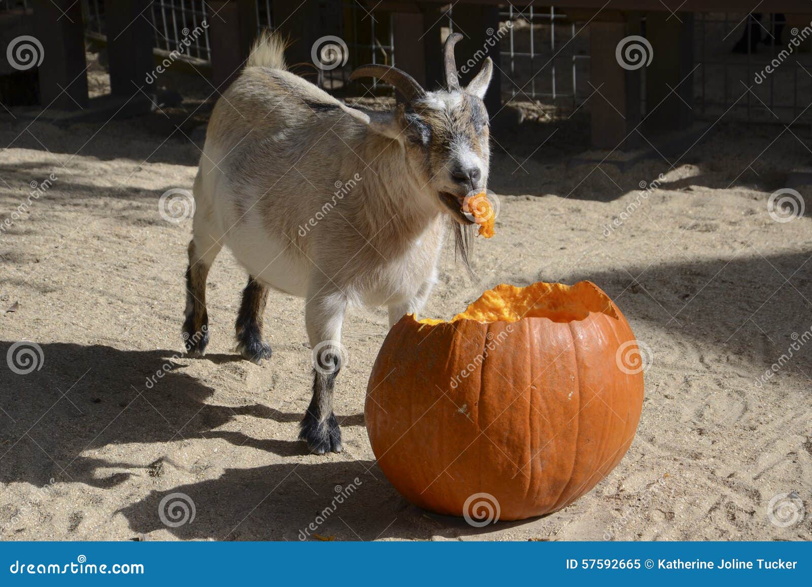 Capra gastronomica. Gli spuntini pigmei di una capra su una grande zucca fornita come Halloween speciale trattano nella recinzione di coccole di uno zoo locale