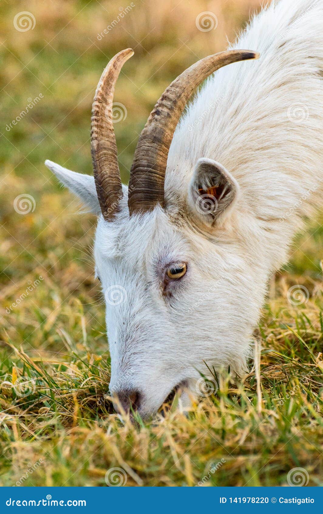 capra hircus a goat grazing in a meadow