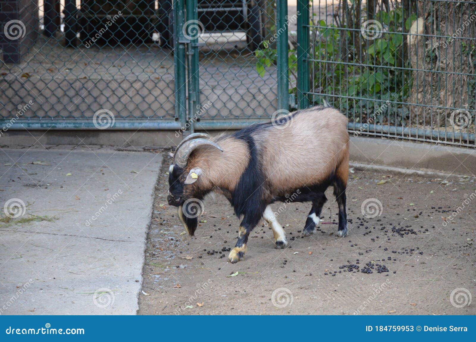 capra hircus hircus domestico in the zoo