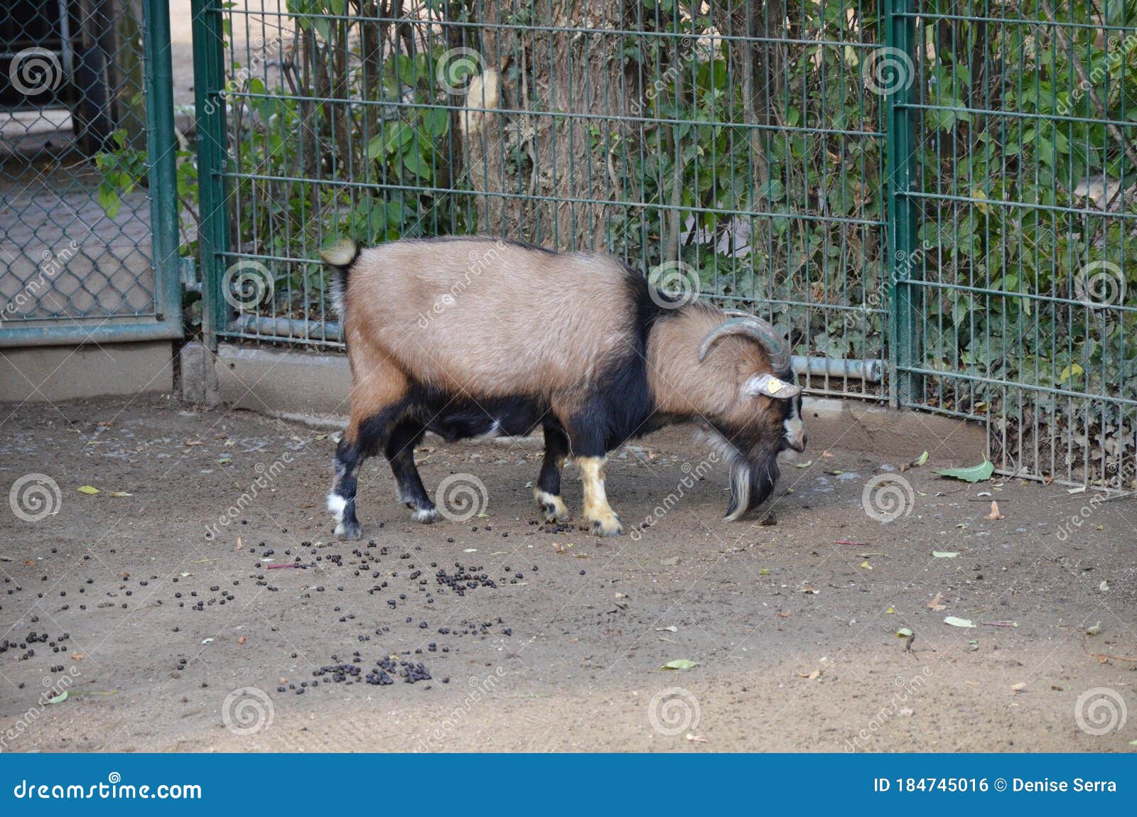 capra hircus hircus domestico in the zoo