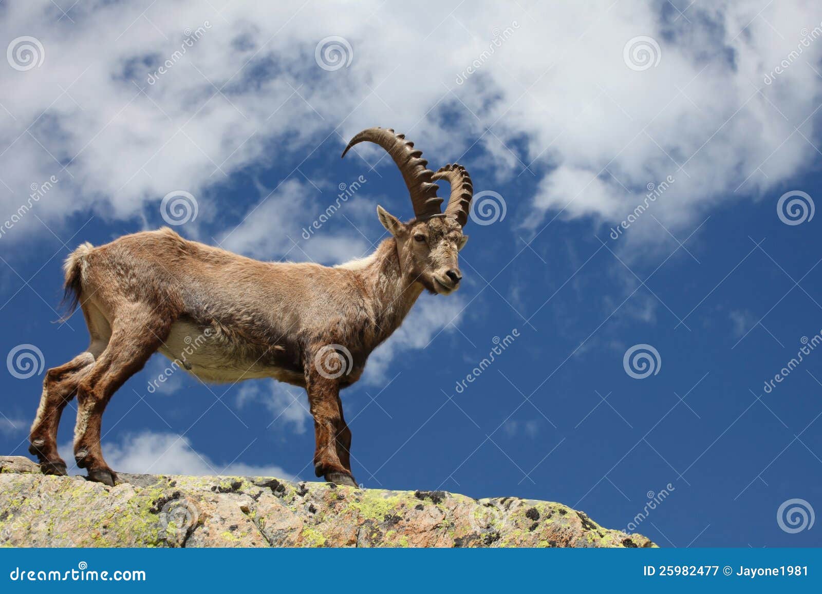capra ibex