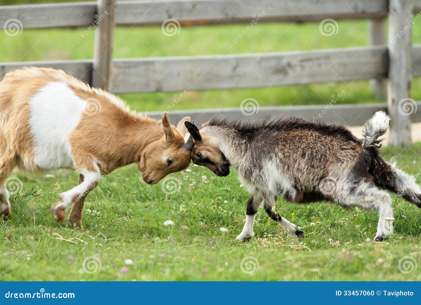 Capre Che Combattono Con Le Loro Teste Fotografia Stock Immagine Di Cornuto Zoccolo