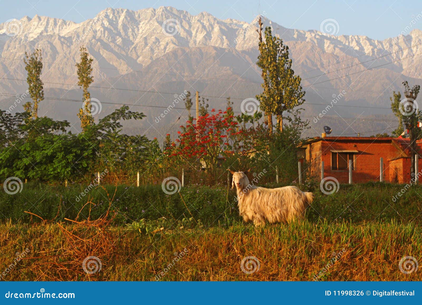 capricorn aries mountain goat in indian himalayas