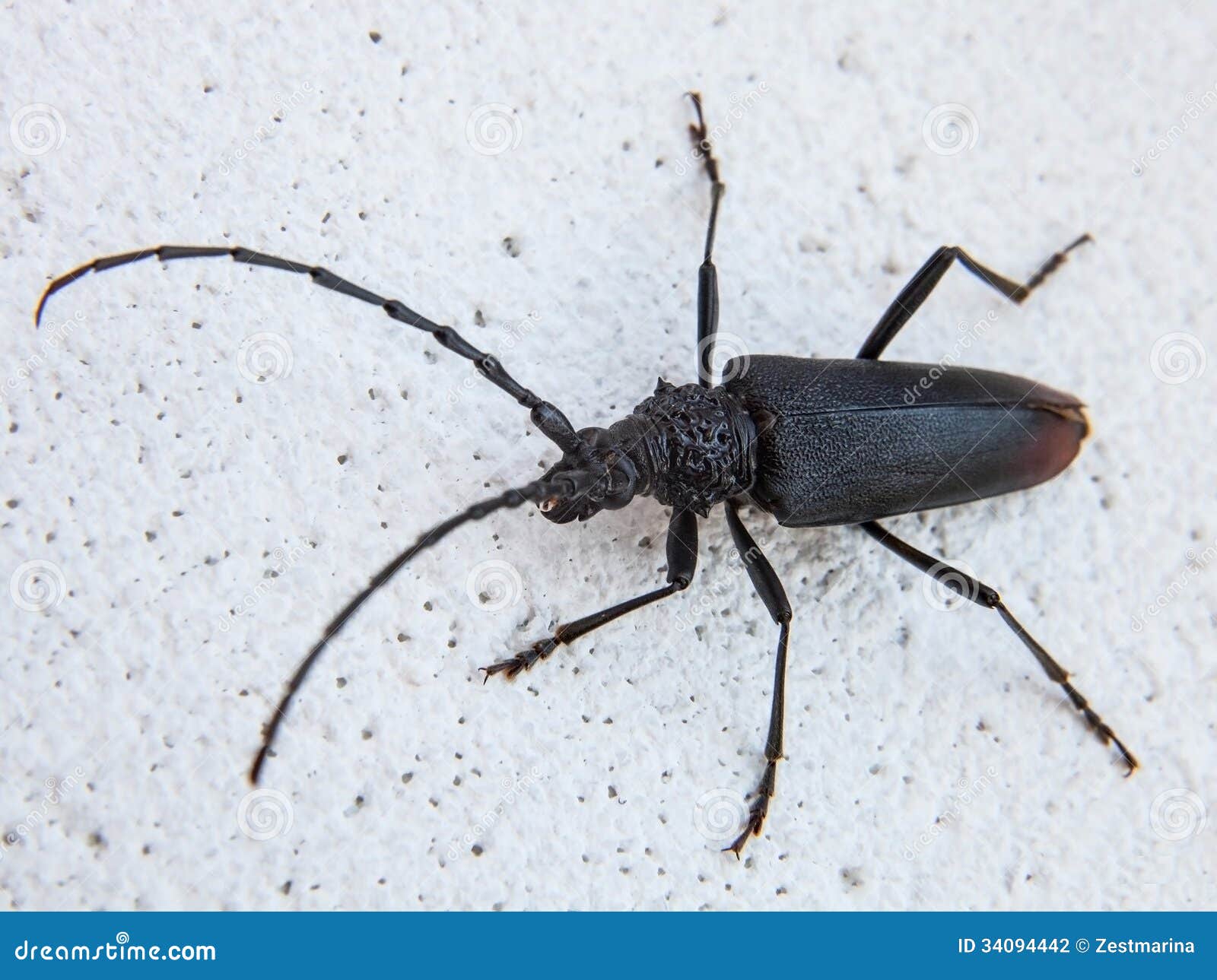 Capricorn beetle stock photo. Image of black, feeler - 34094442