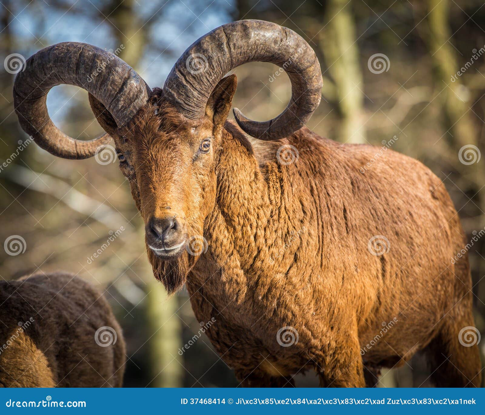 Capricorn stock photo. Image of head, alpine, horned - 37468414