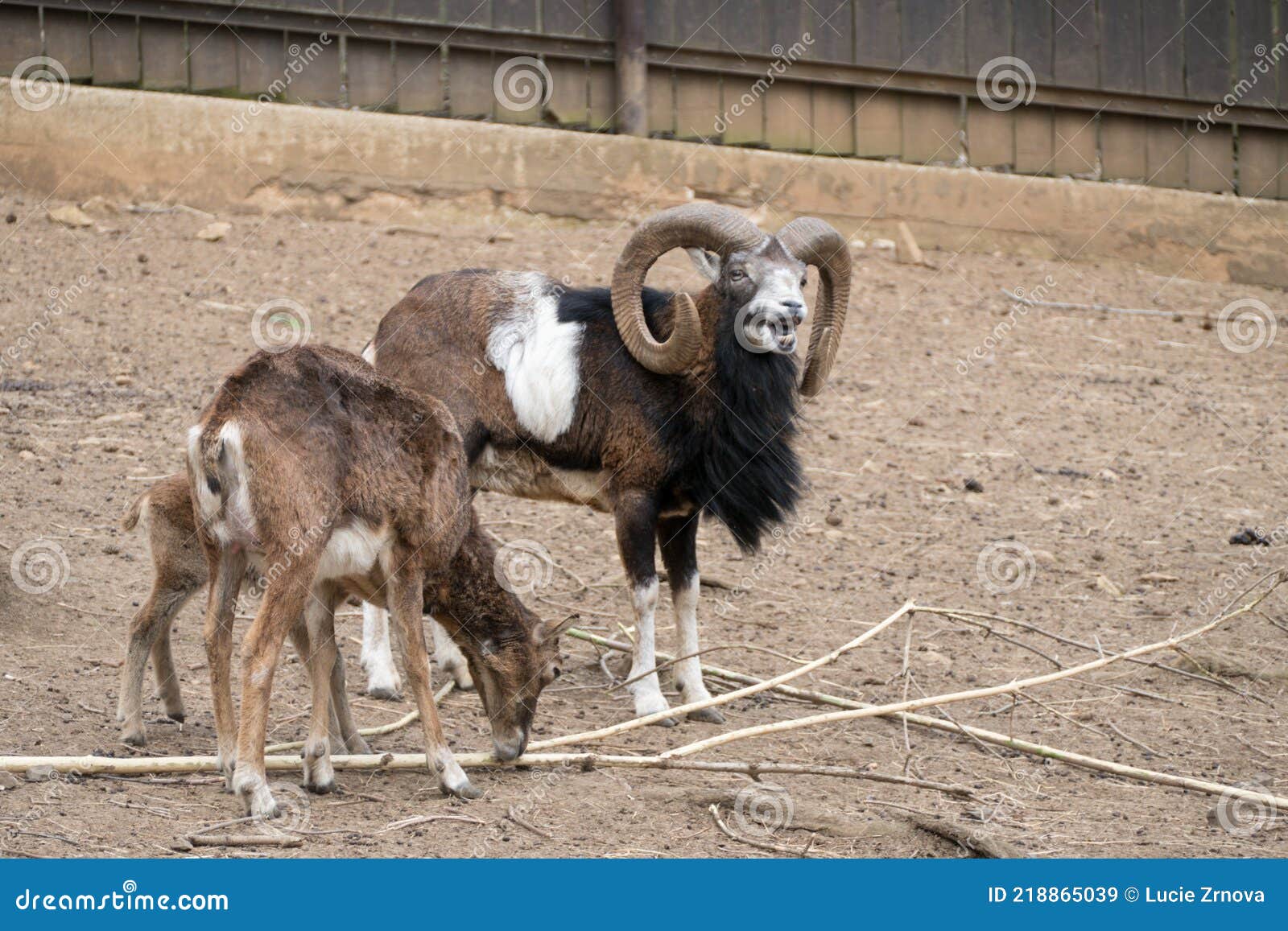 Mouflon in a small zoo stock image. Image of animal - 218865039