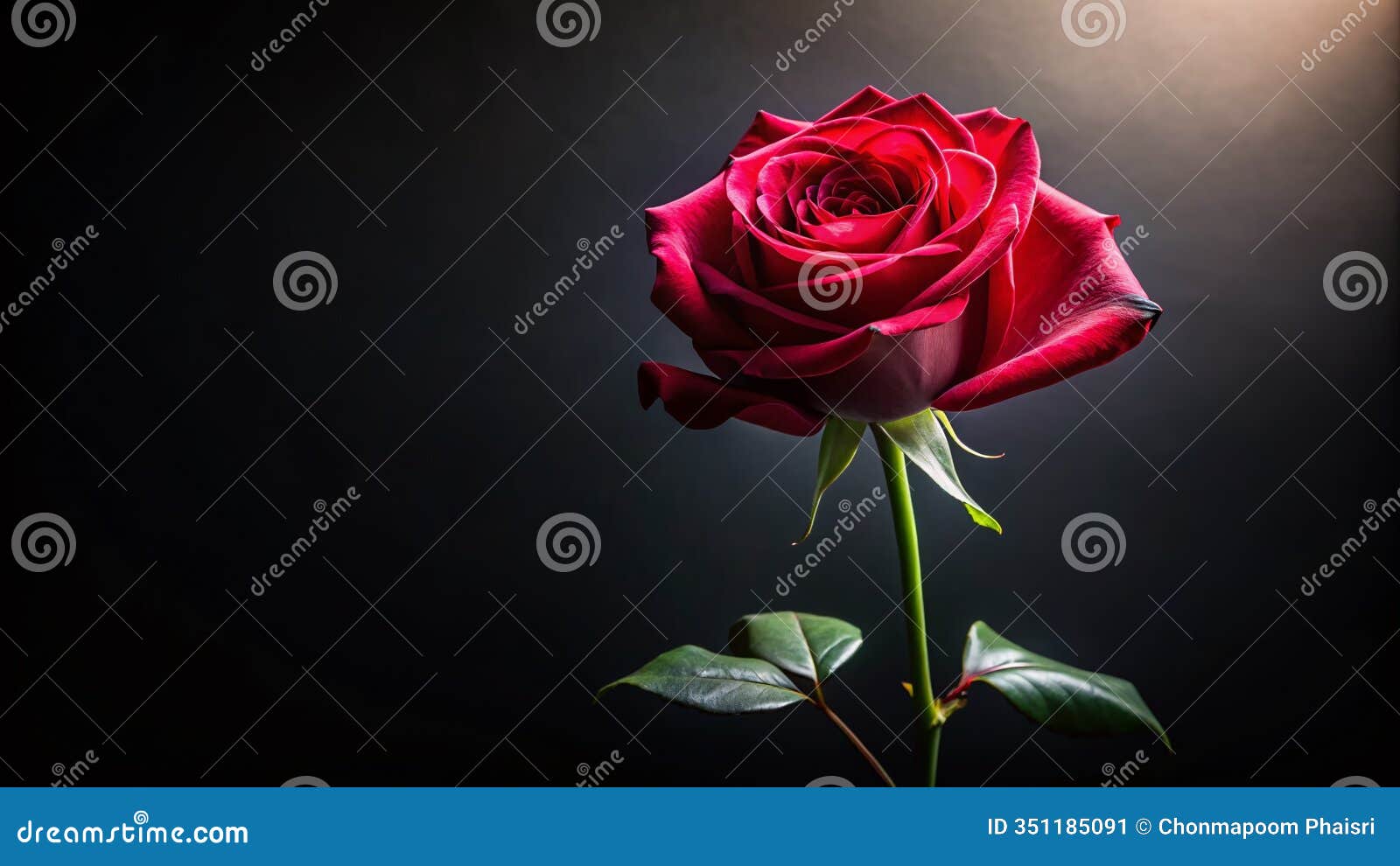captivating black rose silhouette photography a darkly romantic floral backdrop for artistic expression and elegant