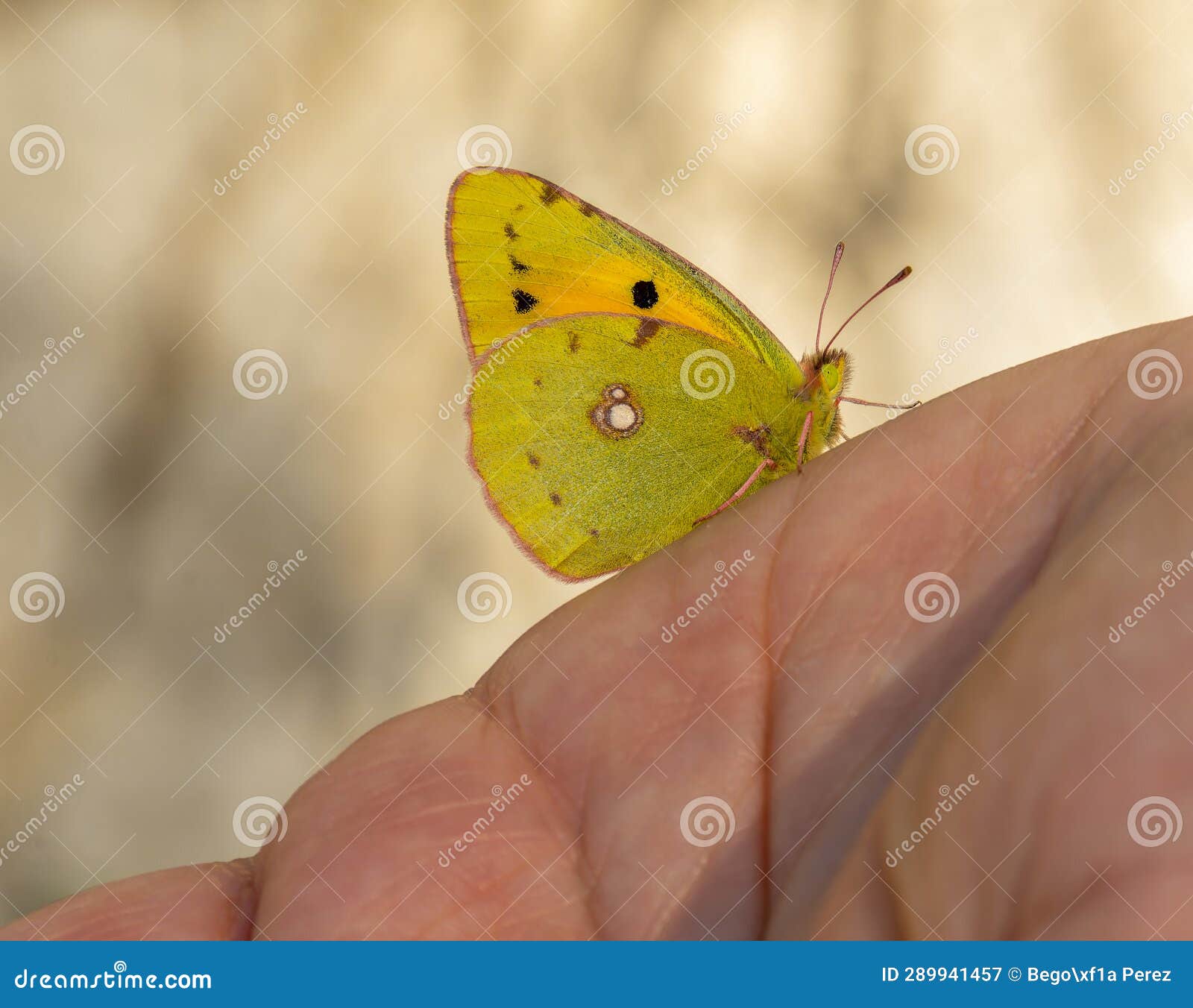 captivating butterfly photography. vibrant butterfly perched on a blurred hand