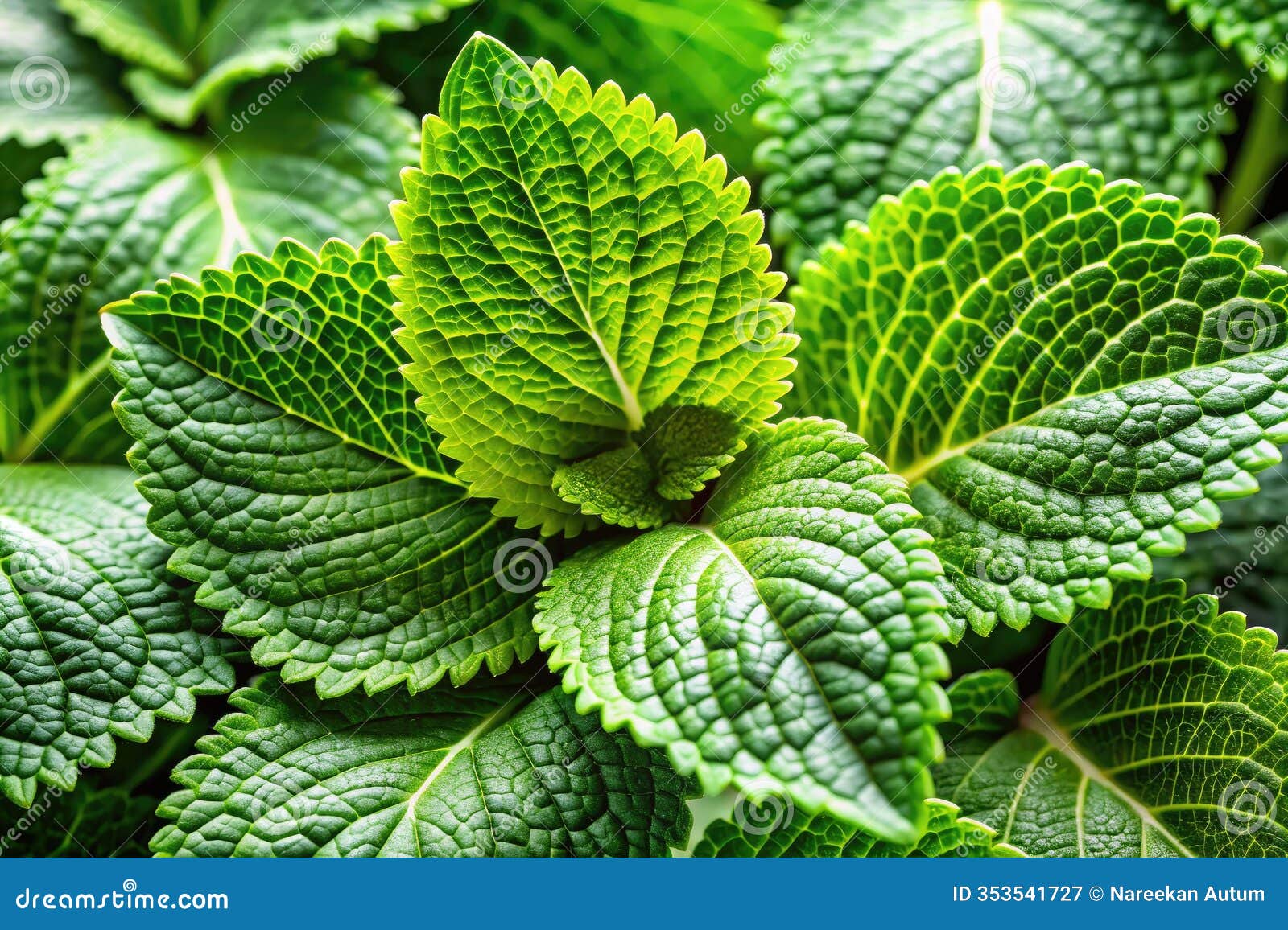 scrophularia figwort lin sheng xuan shen a deep dive into the traditional chinese herbal remedy for skin and