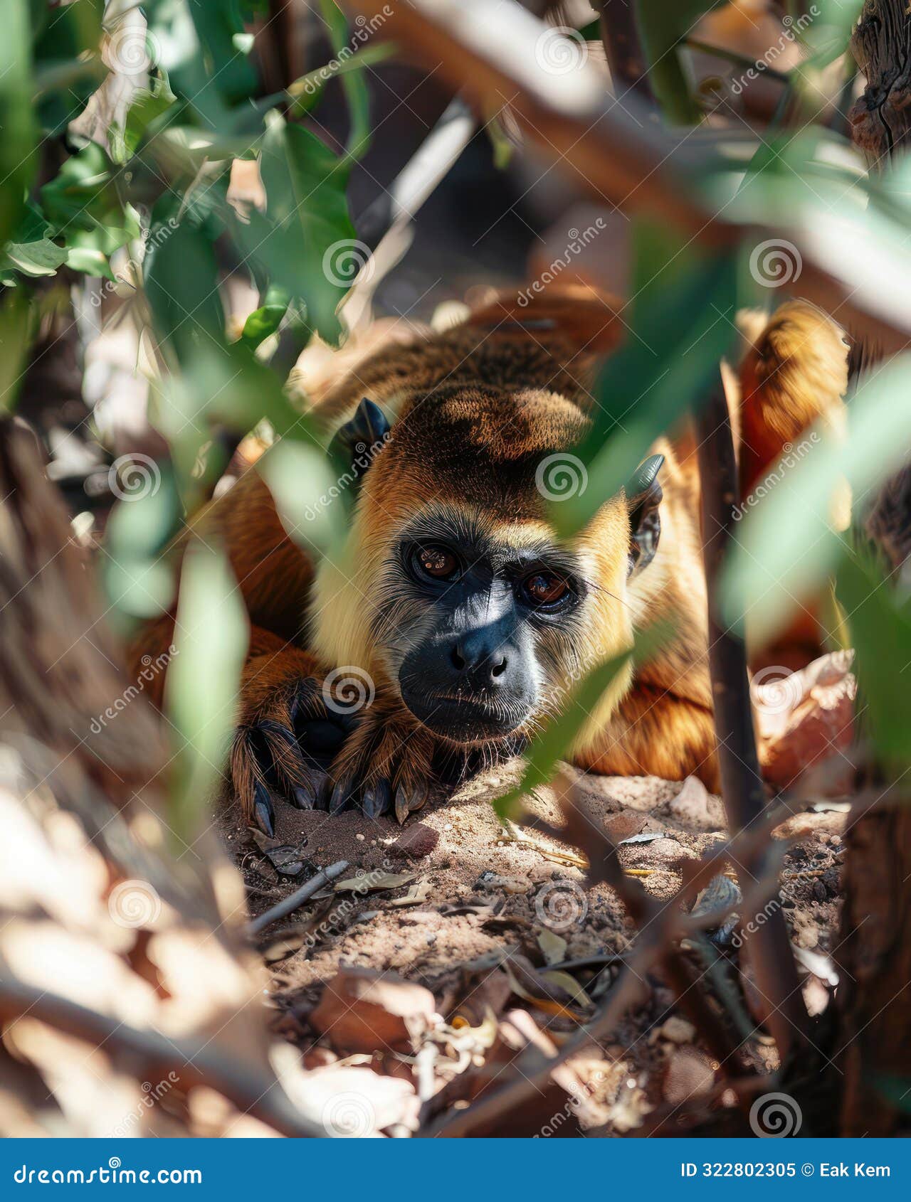 close up of a monkey in natural habitat captivatingshot of a monkey resting on forest floor surrounded by foliage, expressive eyes