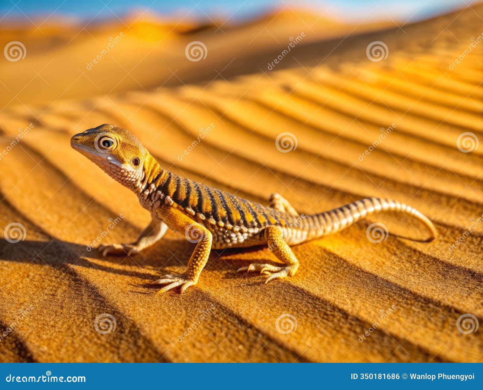 desert lizard navigates sandy dunes under sunny skies a closeup of a flatbodied reptile