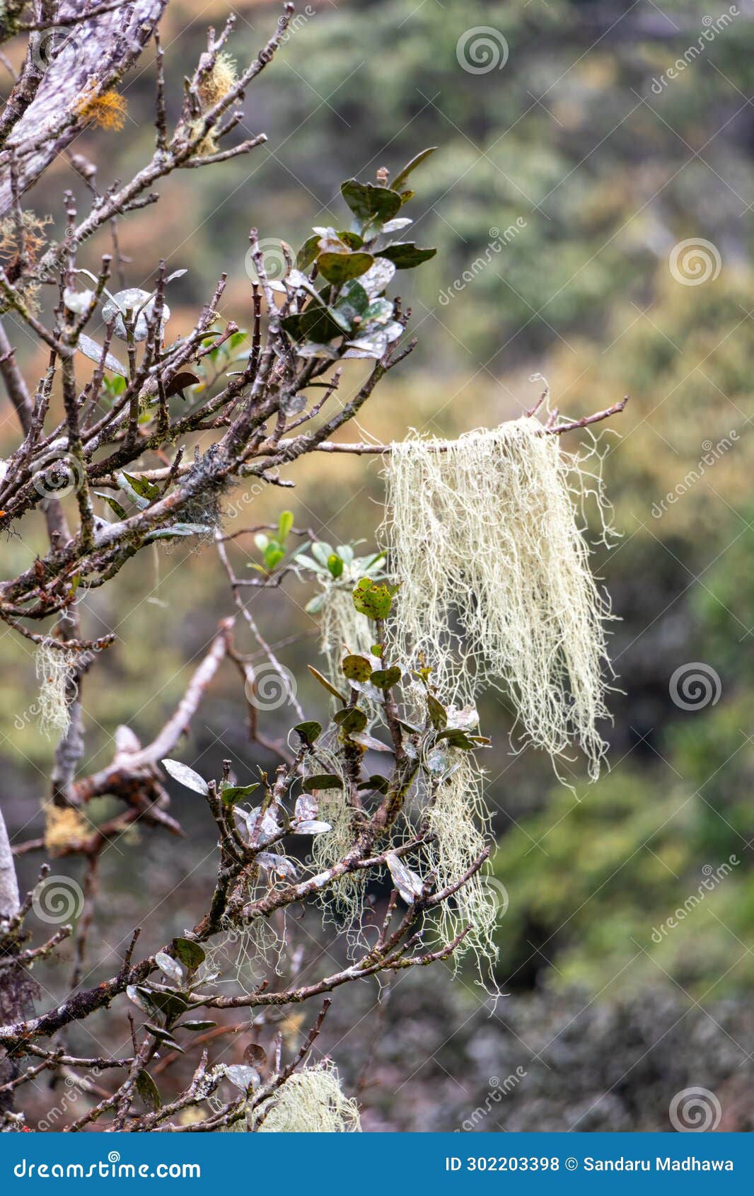 a captivating close-up of a tree branch adorned with intricate lichen (usnea) formations