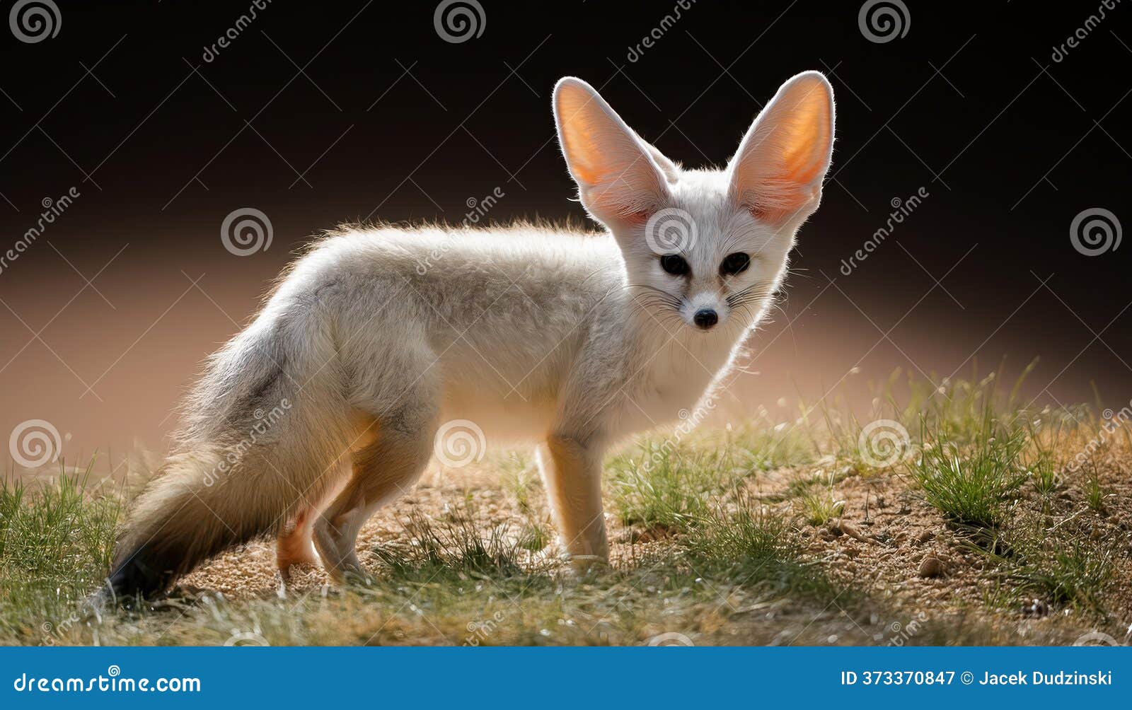 Fennec Fox Vulpes Zerda, Agile Desert Dweller Basking in the Rays of  Morning Light, Displaying Its Distinctive Hooded Ears and Stock  Illustration - Illustration of fennec, beauty: 373370847, image size:1600x1004
