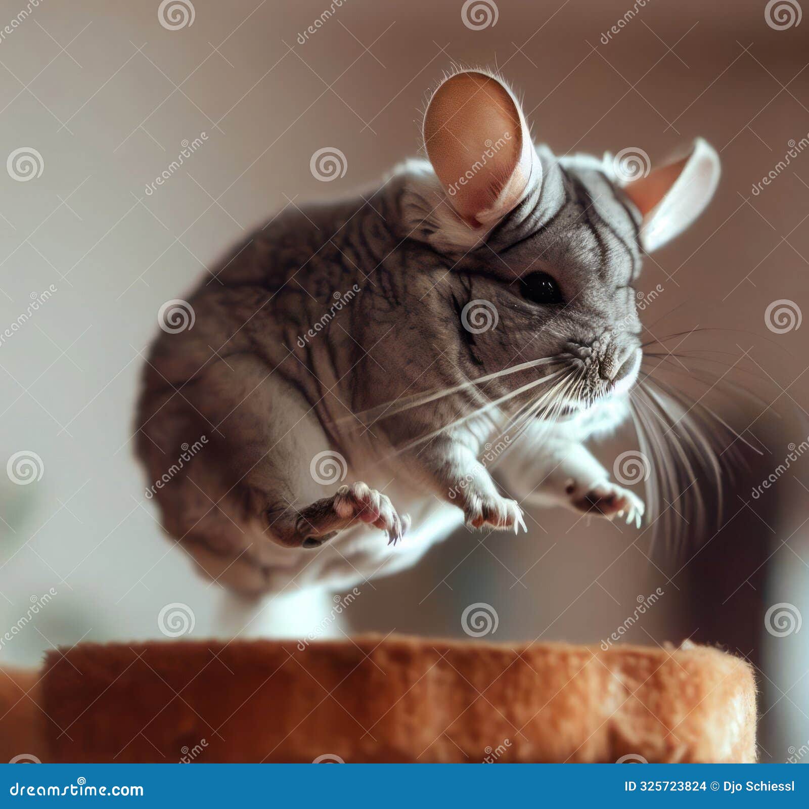 chinchilla leaping in mid-air