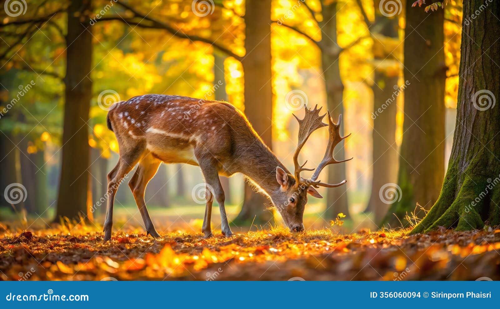 autumnal woods ambush a masterful composition of a hunter stalking deer demonstrating the rule of thirds