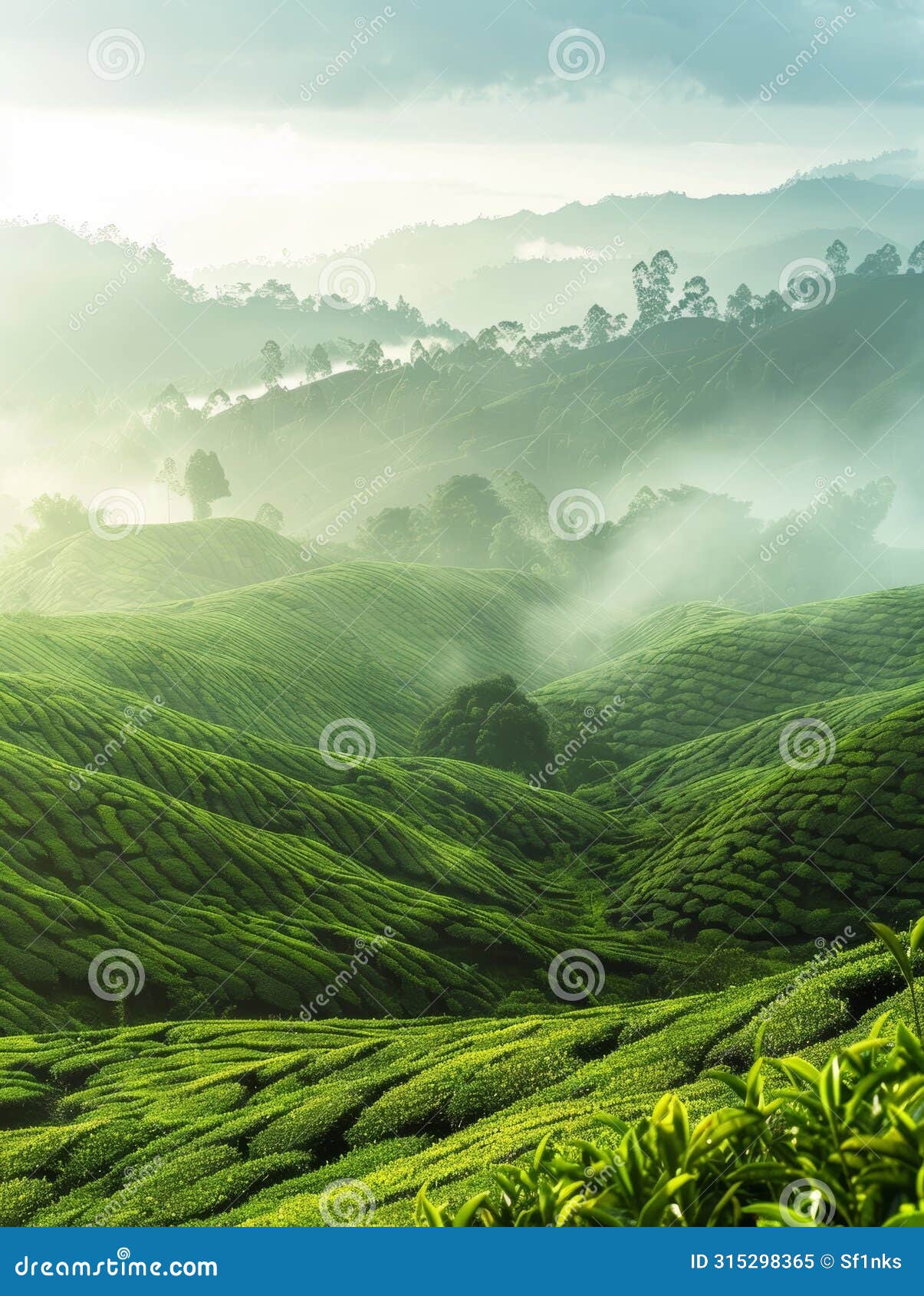 captivating vistas of a tea plantation shrouded in a soft, ethereal mist, creating a sense of tranquility and seclusion.