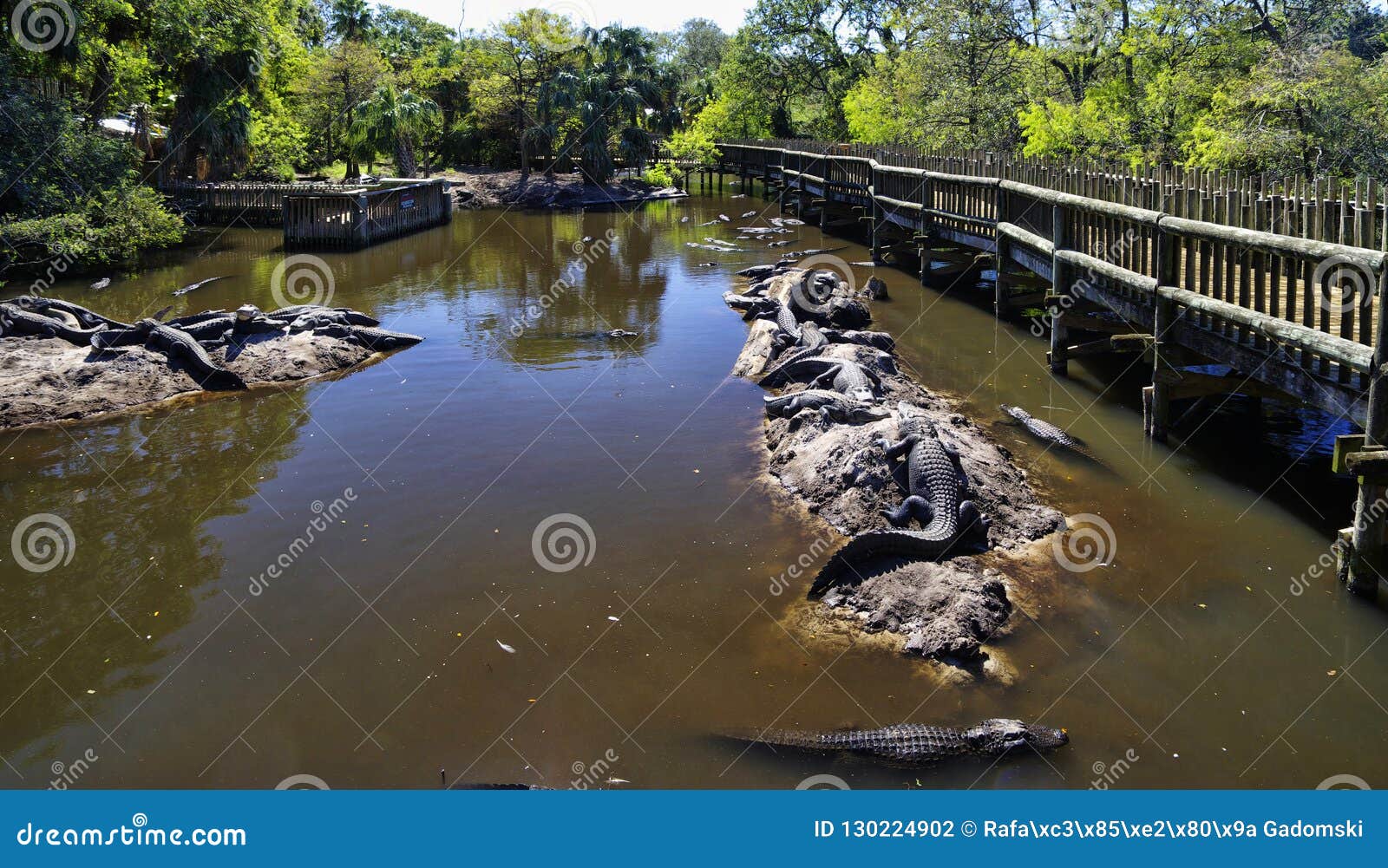 The Alligators Island the Farm Located in St. Augustine, Florida, USA