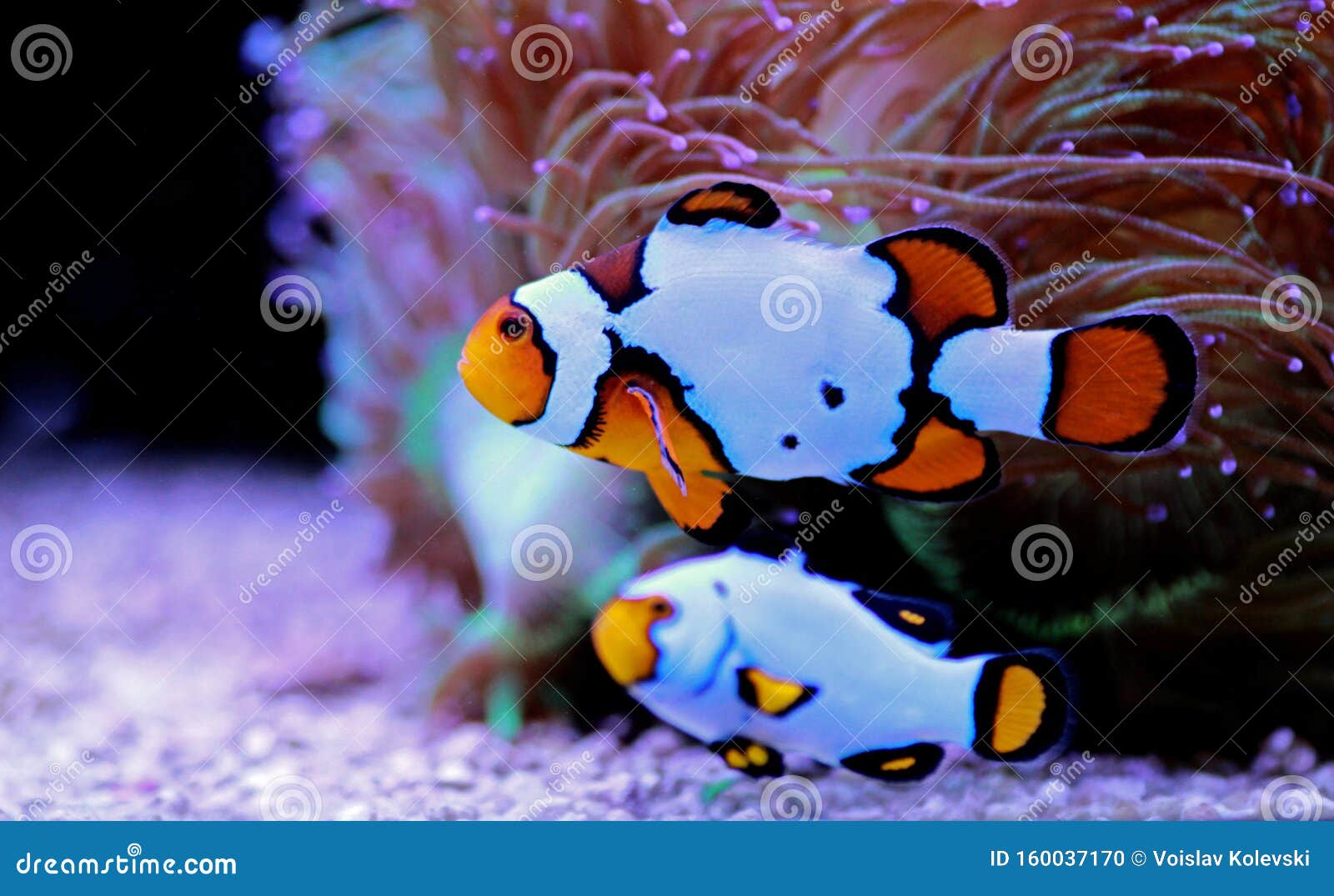 are there blue clown fish