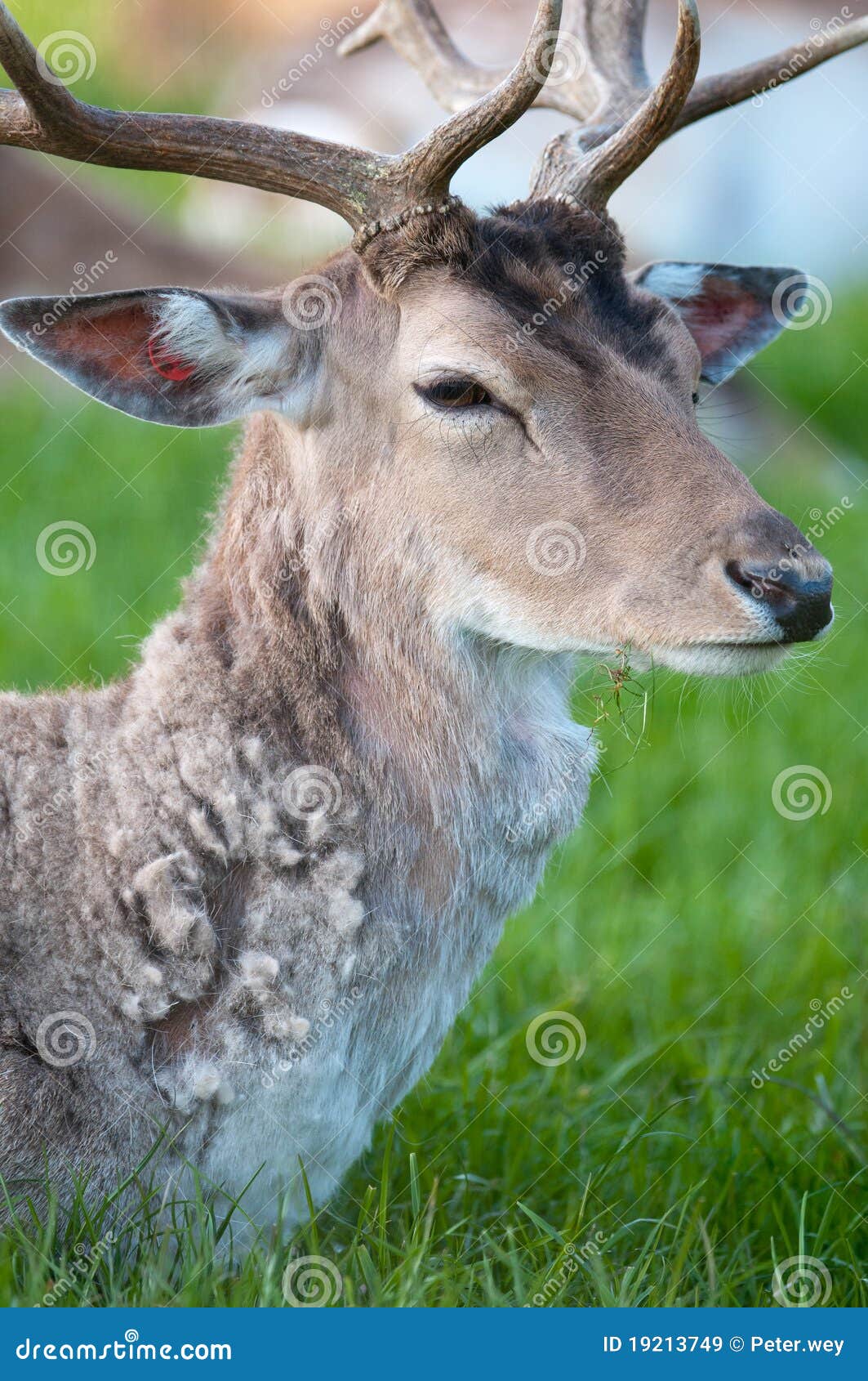 Captive damahjortar lägga i träda latmanligbarn. Captive damahjortträdor green barn för male äng för lat sittande