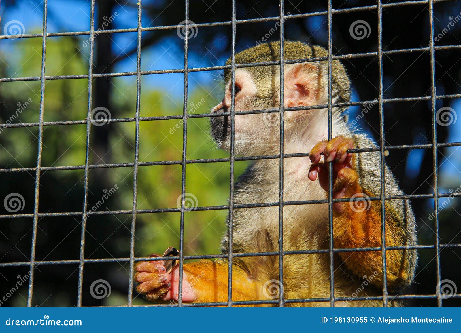 Captive Squirrel Monkey Holding Onto Cage Bars. RoyaltyFree Stock Photography CartoonDealer