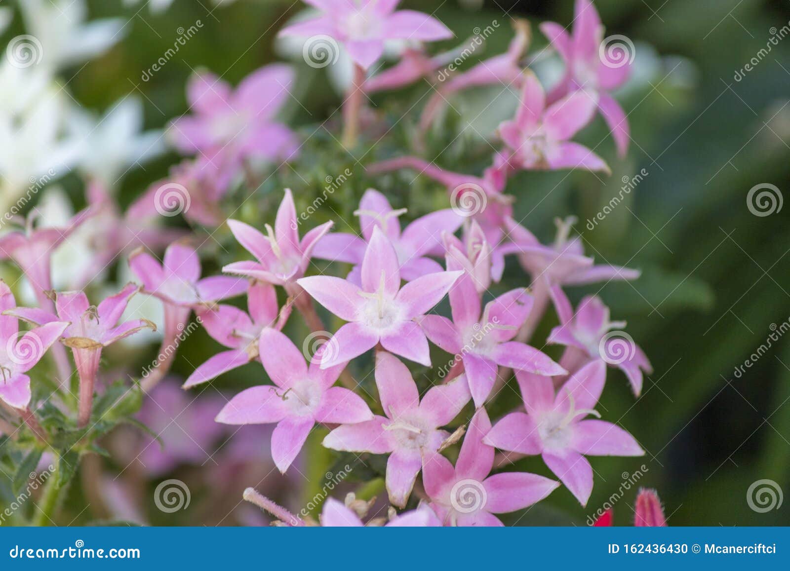 Captura De Pantalla De La Flor Estrella Egipcia En Rosa Foto de archivo -  Imagen de cubo, color: 162436430