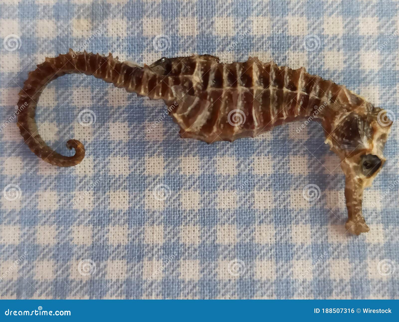 Captura De Pantalla De Recuerdo De Caballitos De Mar Marrones Sobre Fondo Blanco Y Azul Foto de archivo - Imagen de vida, fondo: 188507316 Captura De Pantalla De Recuerdo De Caballitos De Mar Marrones Sobre Fondo Blanco Y Azul Foto de archivo - Imagen de vida, fondo: 188507316