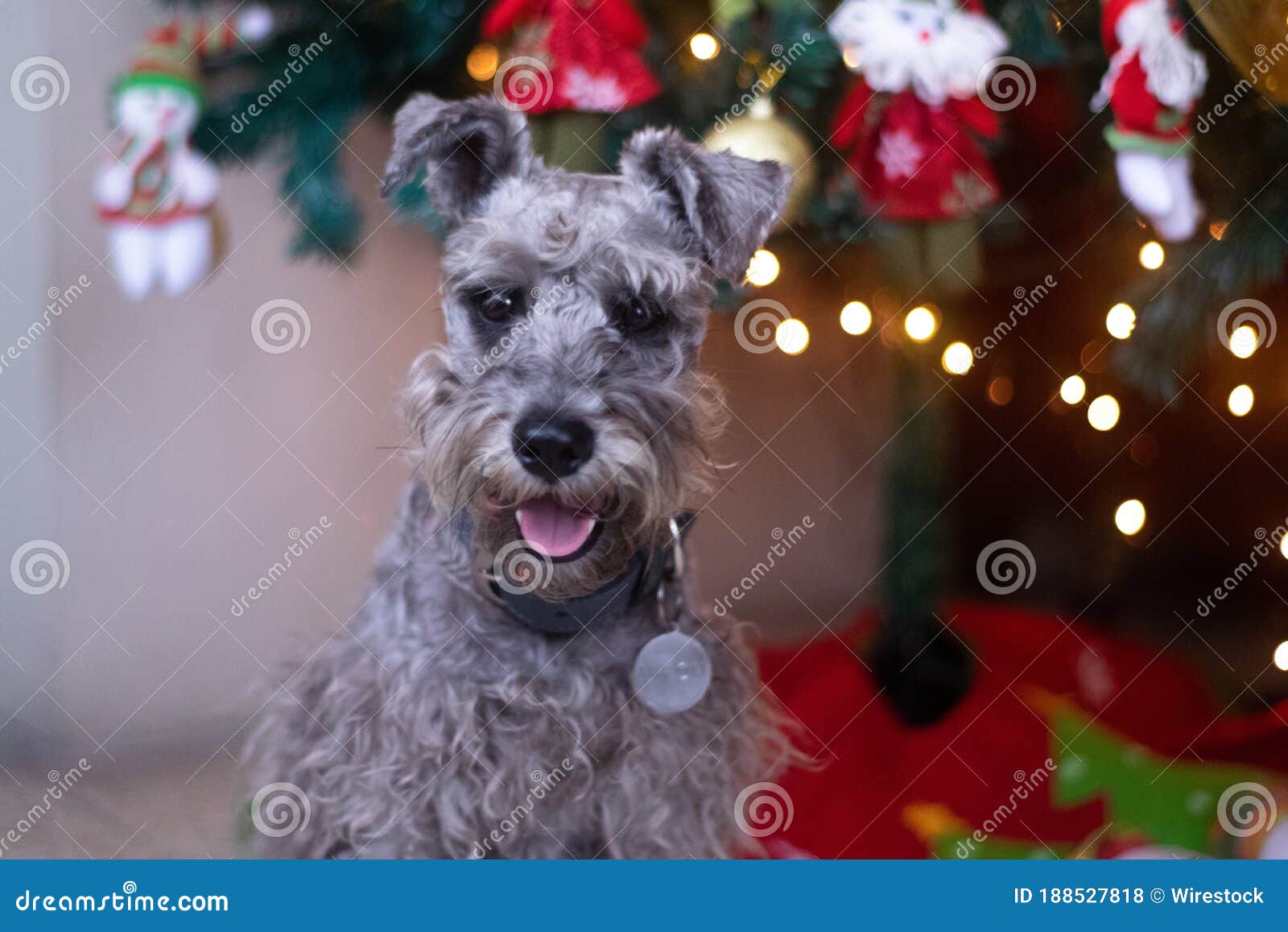 Captura De Pantalla De Un Lindo Perro Schnauzer Con árbol De Navidad Y Decoraciones En El Fondo Foto de archivo - Imagen de doméstico, nuevo: 188527818 Captura De Pantalla De Un Lindo Perro Schnauzer Con árbol De Navidad Y Decoraciones En El Fondo Foto de archivo - Imagen de doméstico, nuevo: 188527818
